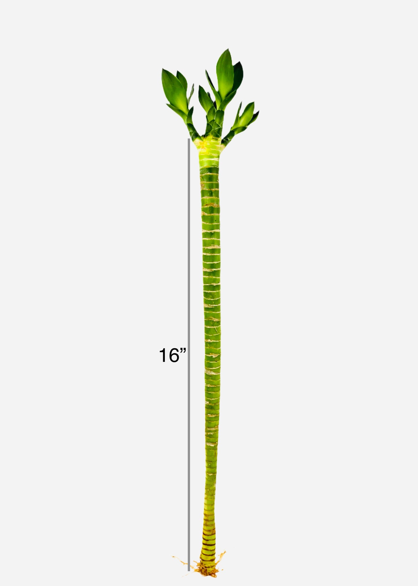 Lucky Bamboo - Single Straight Multi-Growth