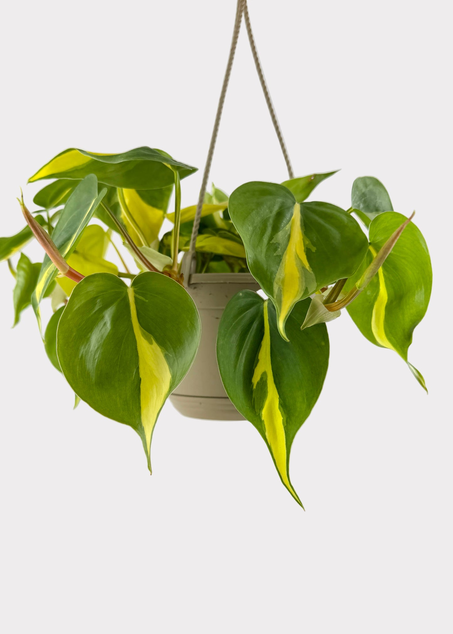 Philodendron - Brasil