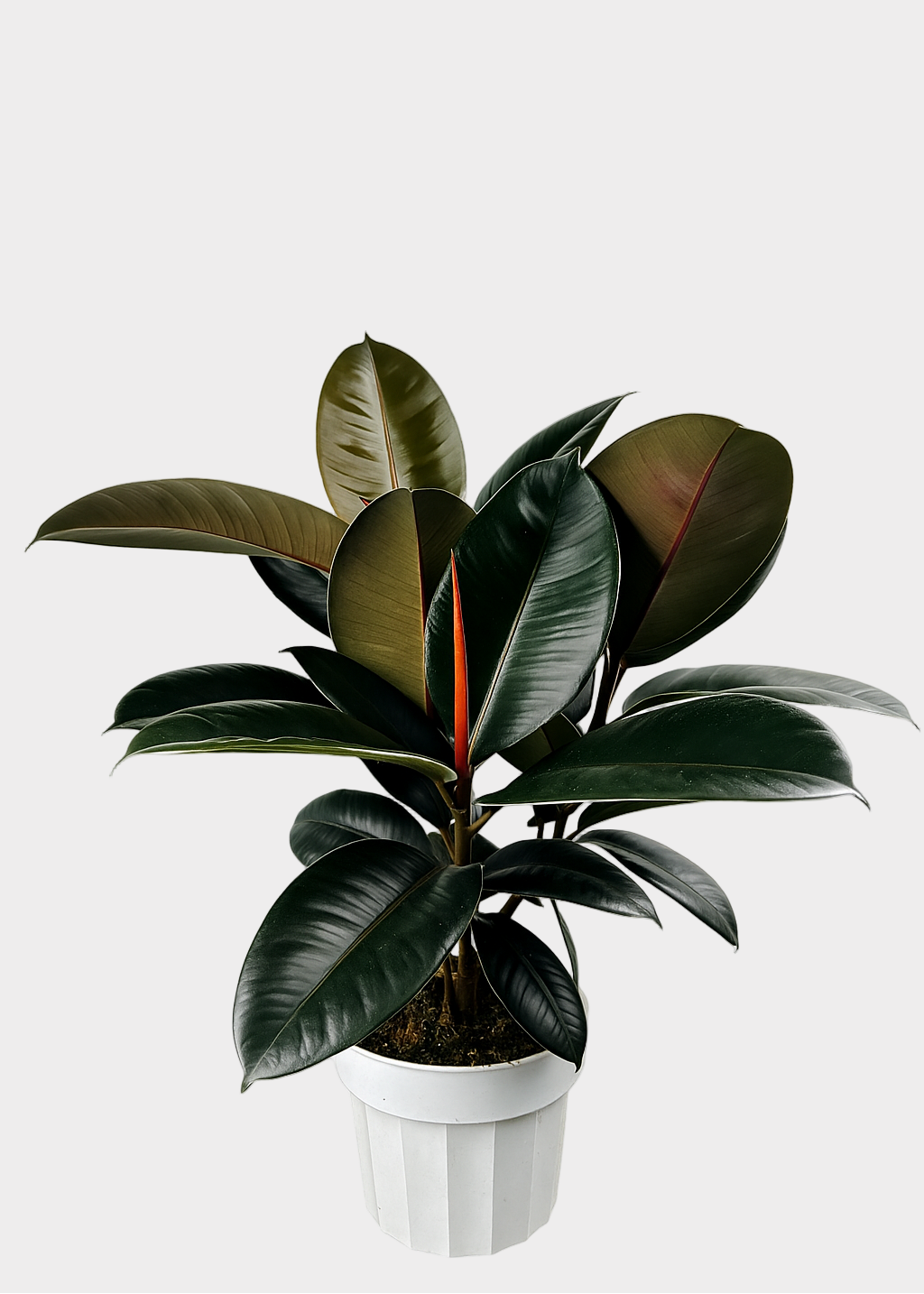 Ficus – Burgundy Rubber Plant