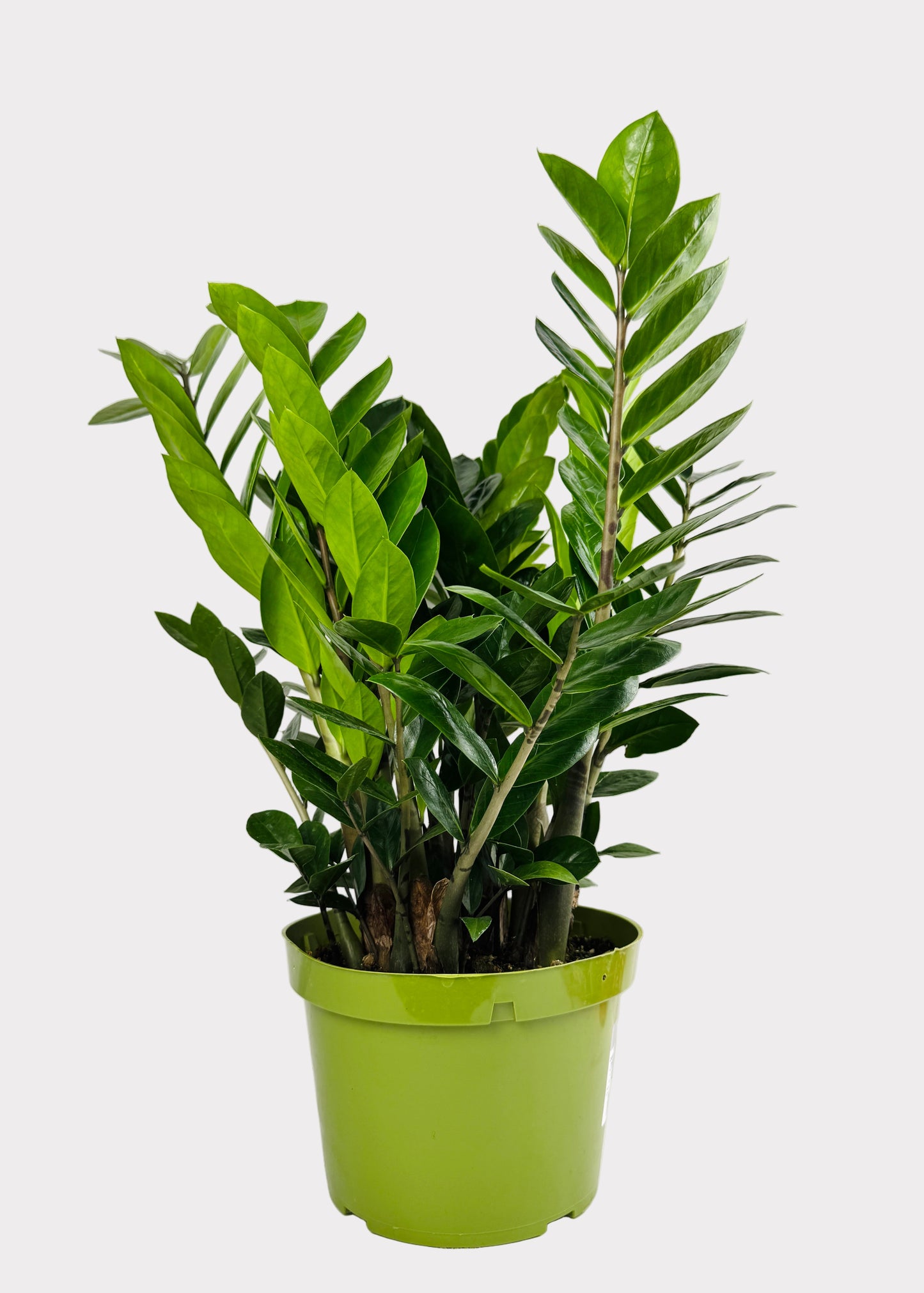 Zamioculcas Zamiifolia - ZZ Plant