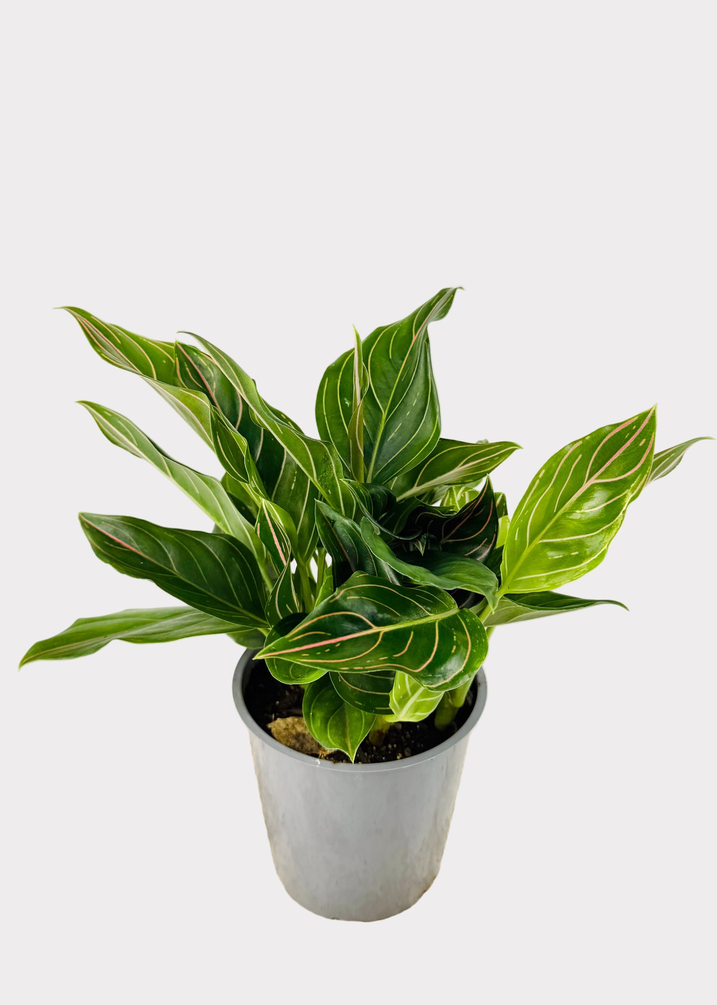 Aglaonema – Red Vein