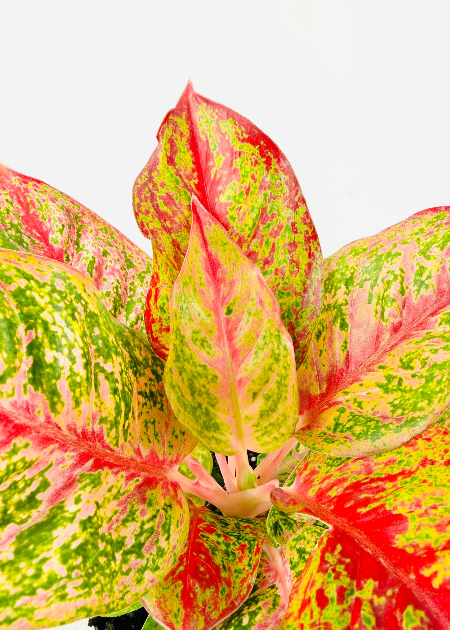 Aglaonema - Yan Huo