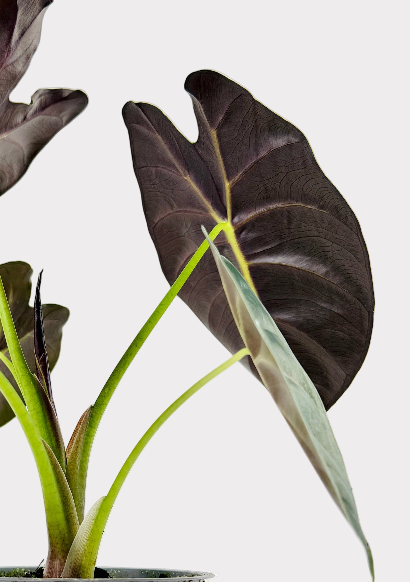 Alocasia – Golden Bone