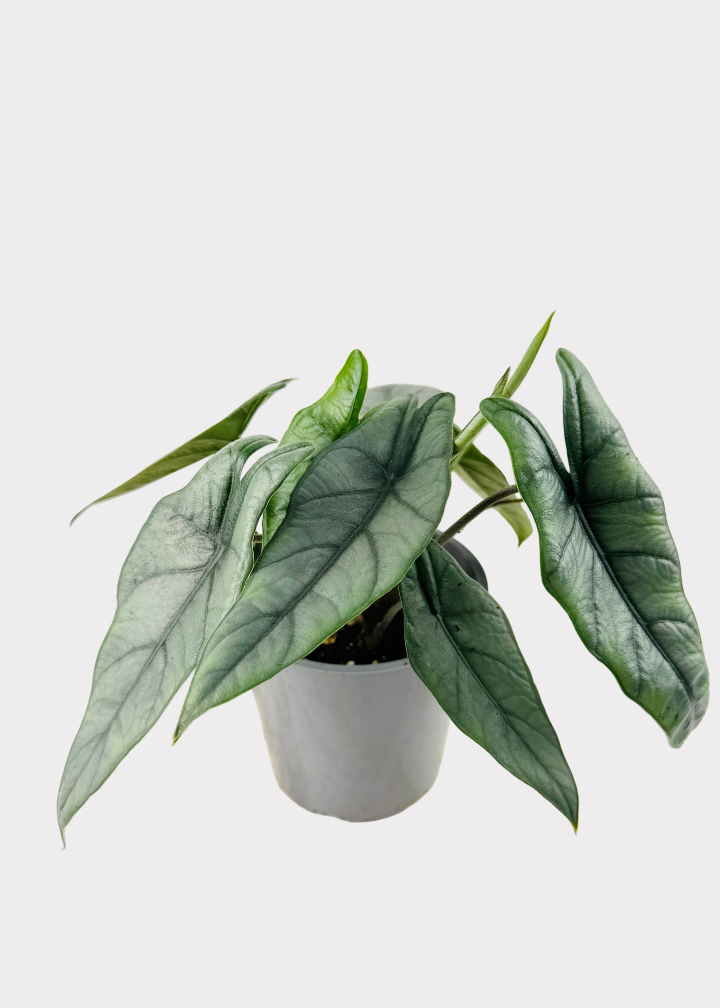 Alocasia – Heterophylla