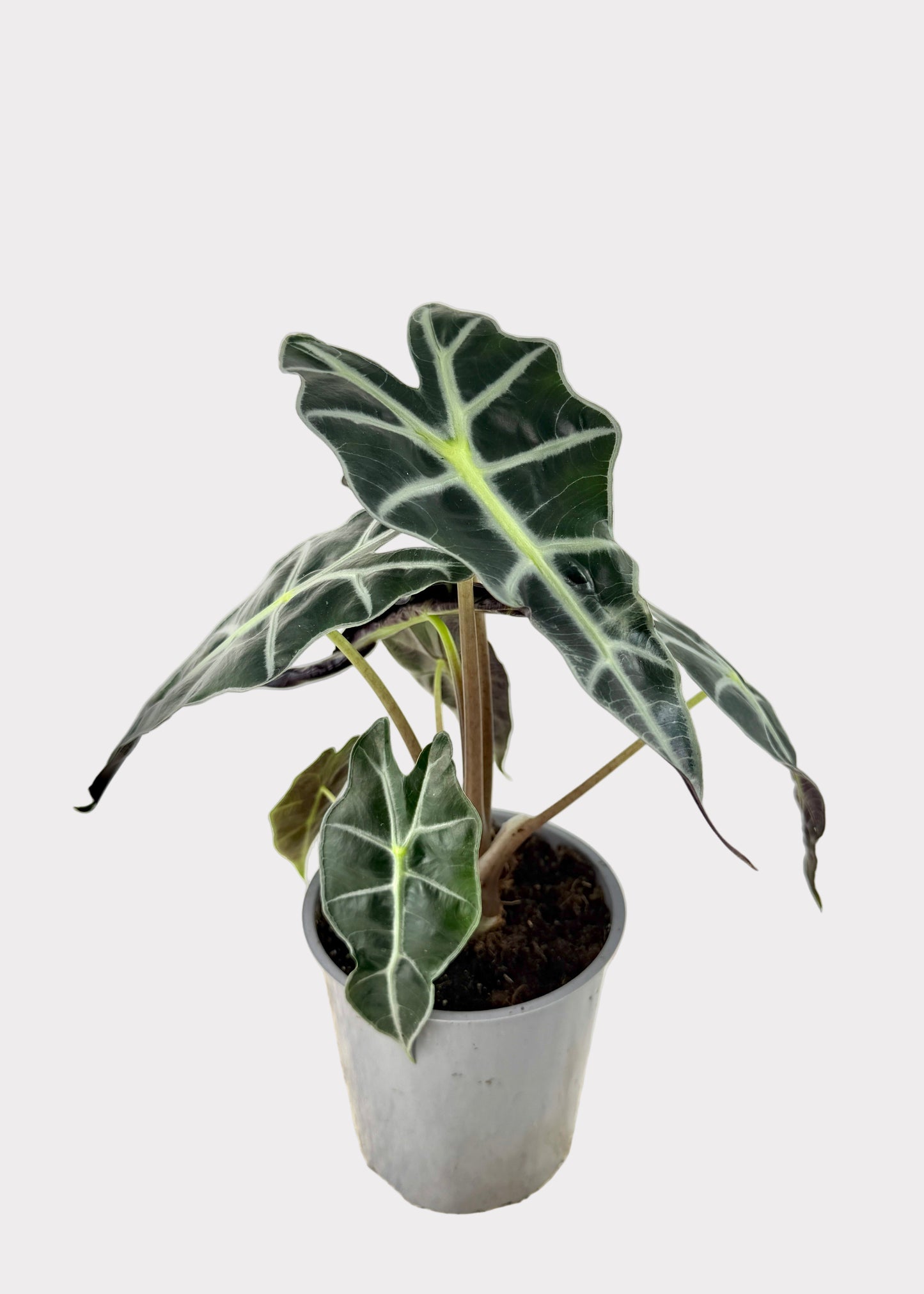 Alocasia – Polly