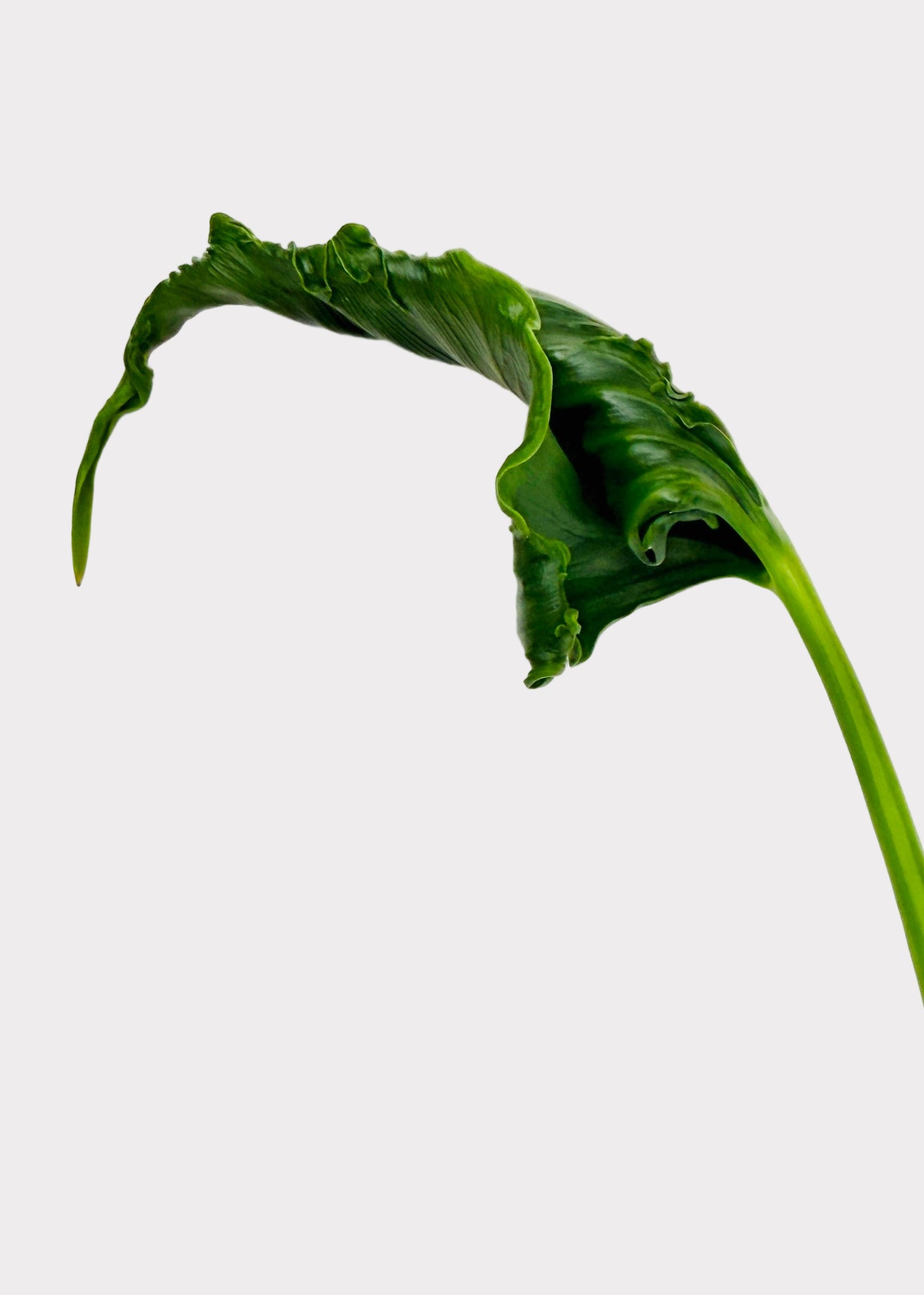 Alocasia – Triangularis