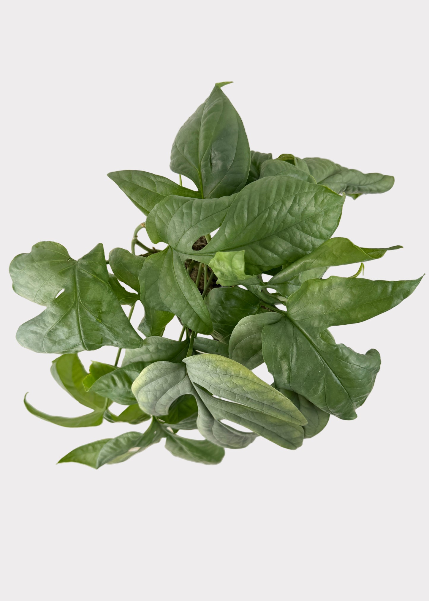 Amydrium Medium Silver