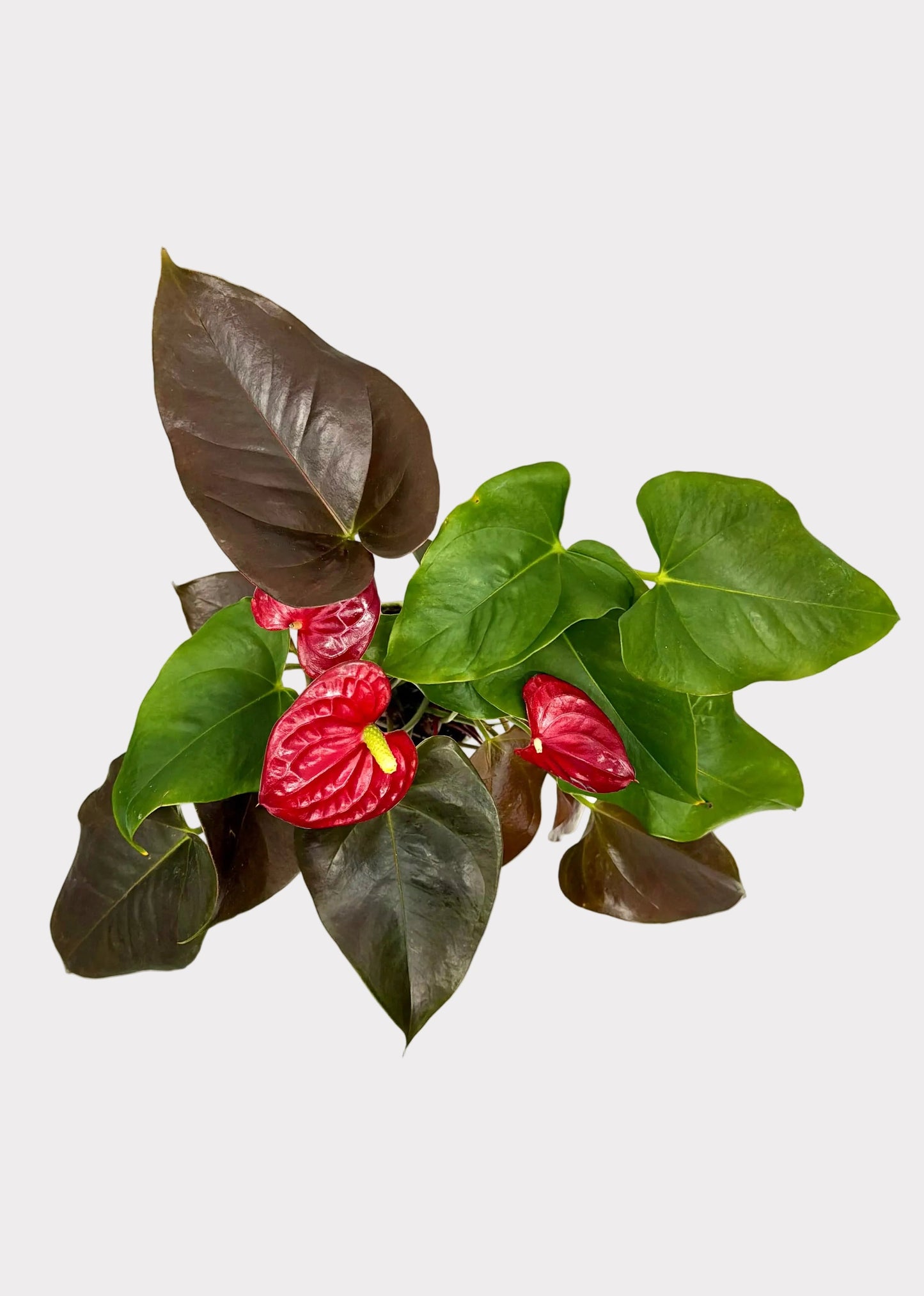 Anthurium Andraeanum - Coral Champ