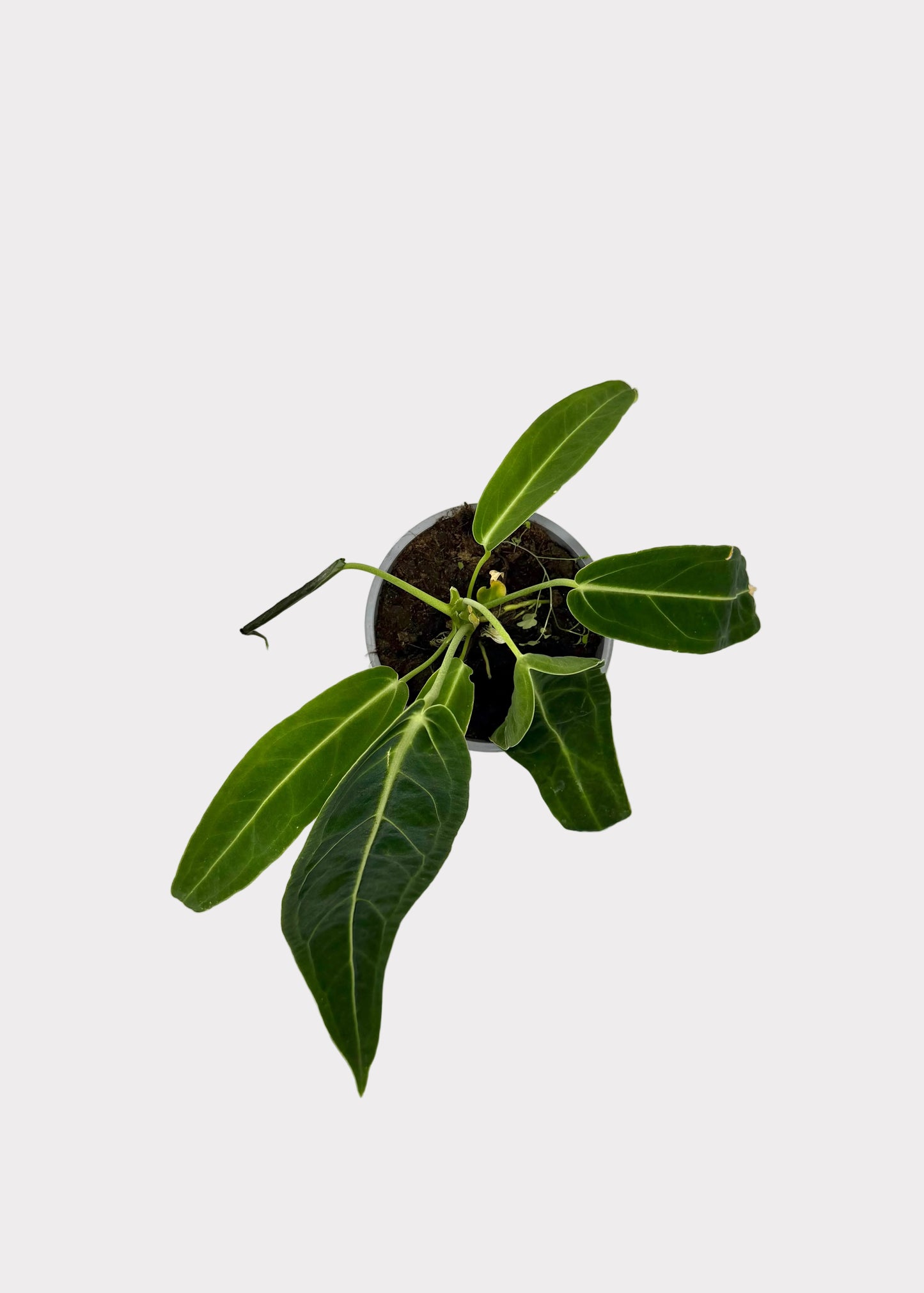 Anthurium - Warocqueanum