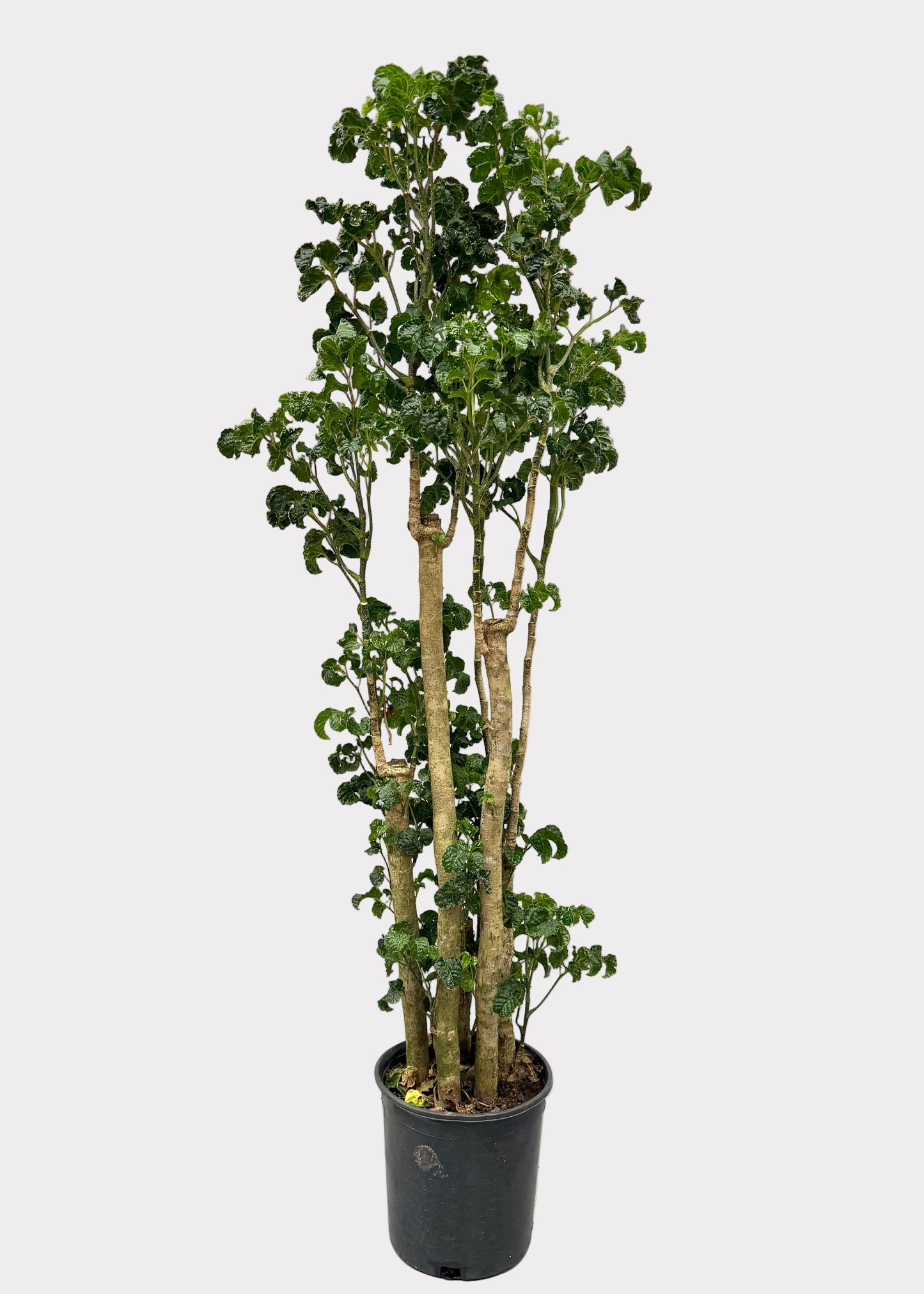 Aralia - Black (Cane)