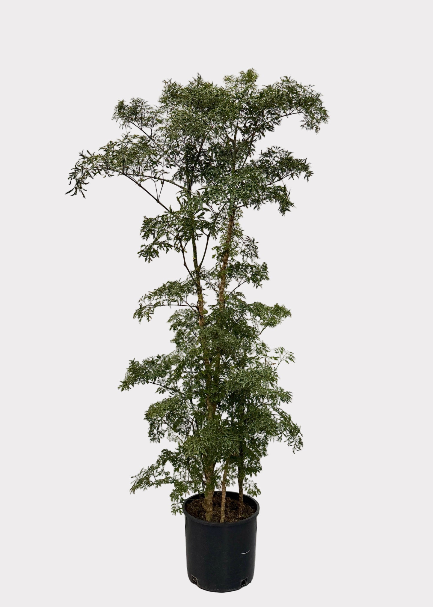 Aralia - Ming (Cane)