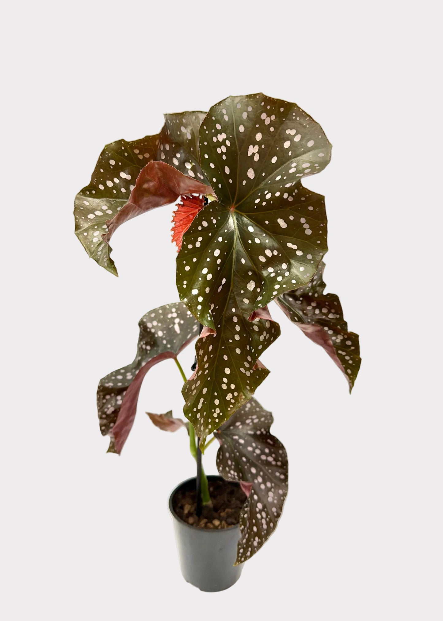 Begonia - Cracklin Rosie