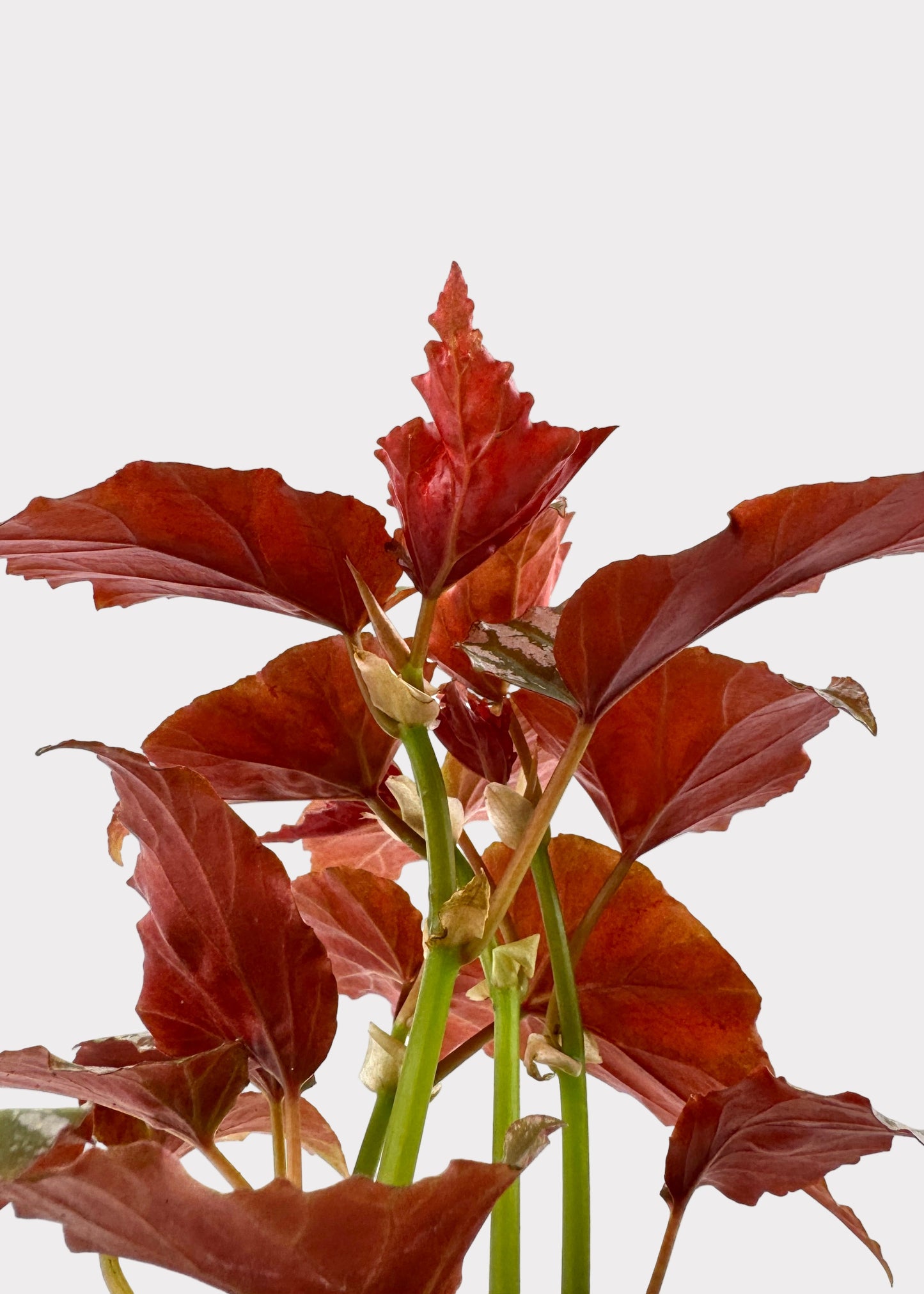 Begonia Highway – Striking Rex Begonia