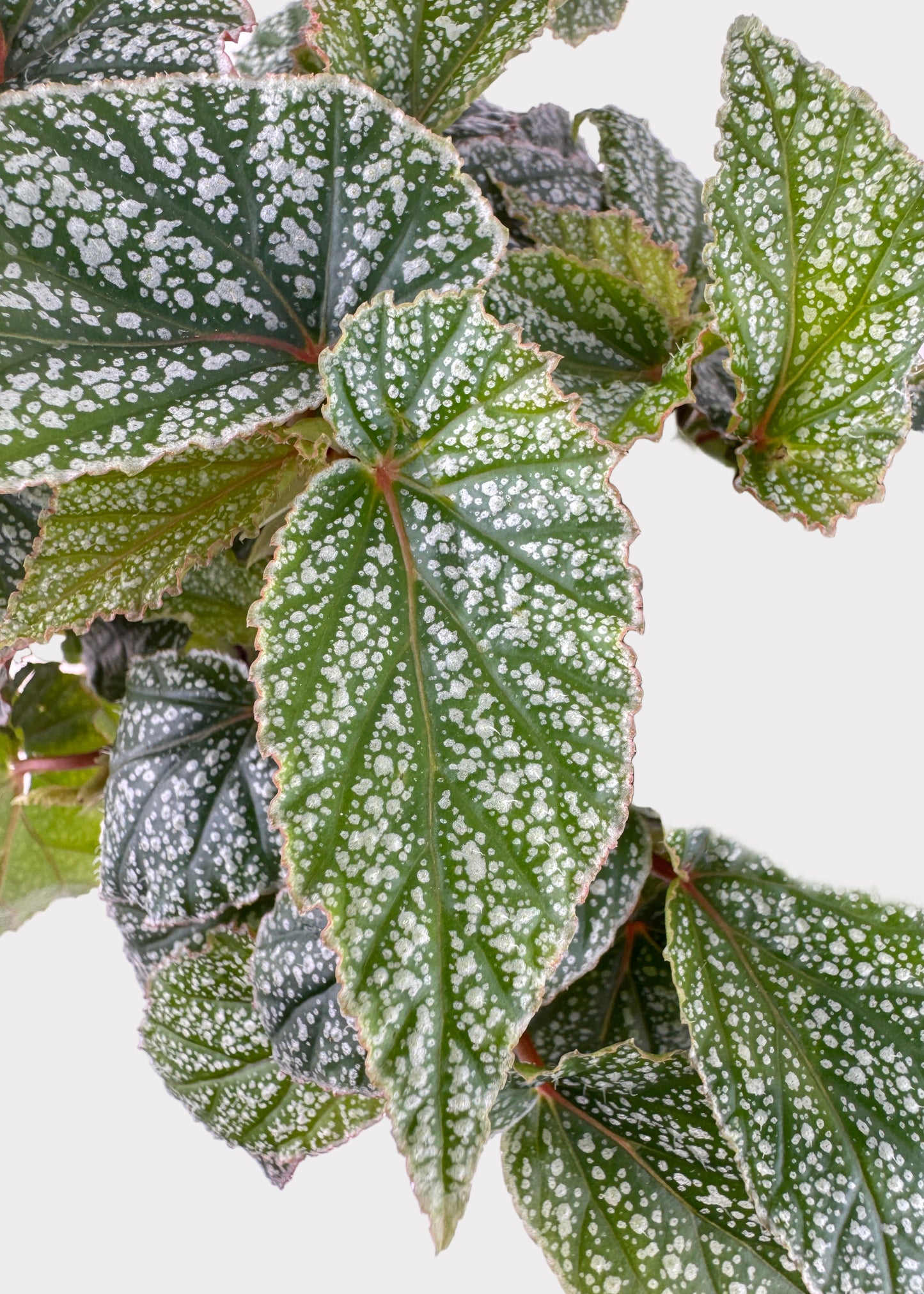 Begonia - Snow Capped