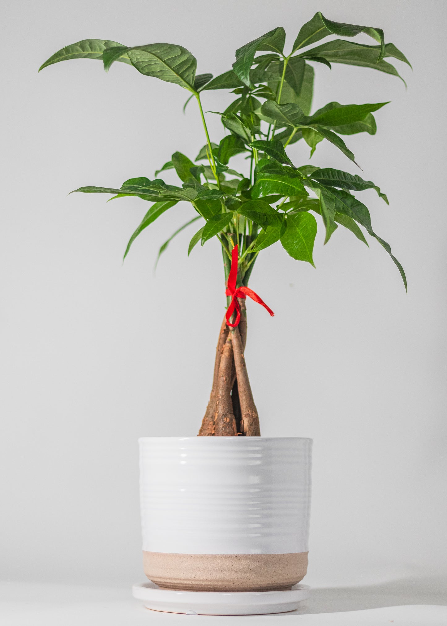 white planter with beige base and saucer
