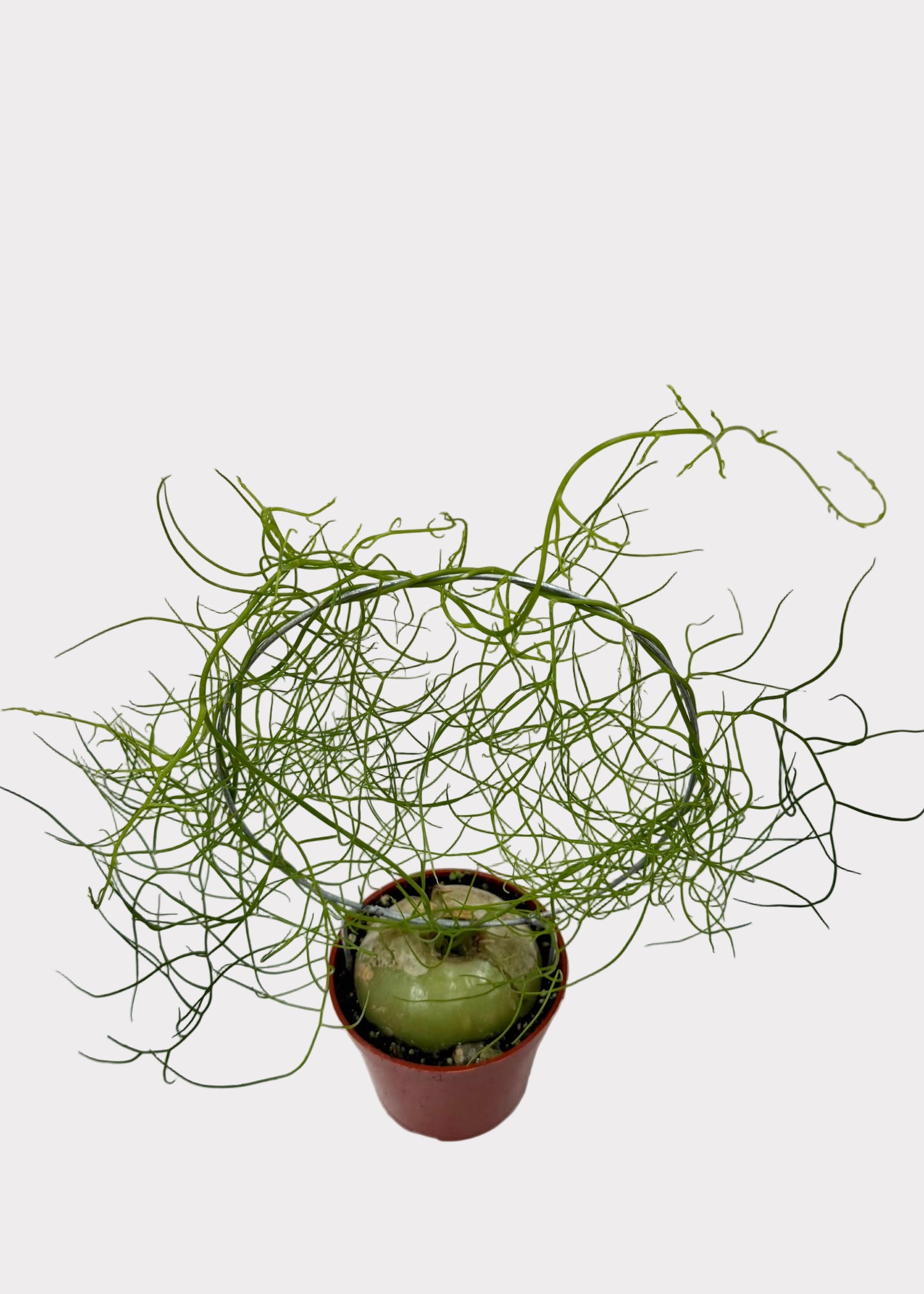 Small potted plant with spindly green branches on a light background