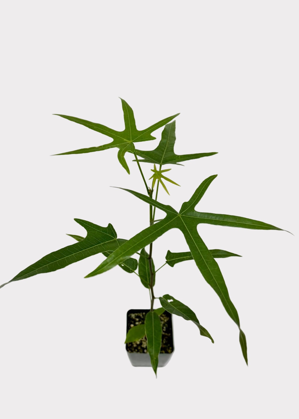 Small potted plant with green leaves on a white background