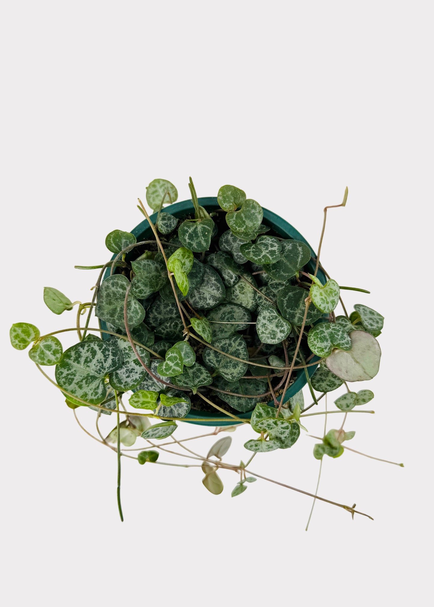 Ceropegia Woodii – String of Hearts
