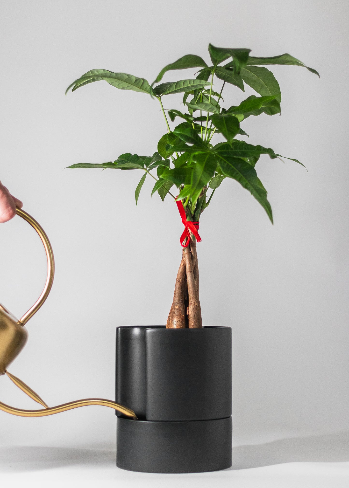 black crescent planter with selfwatering saucer