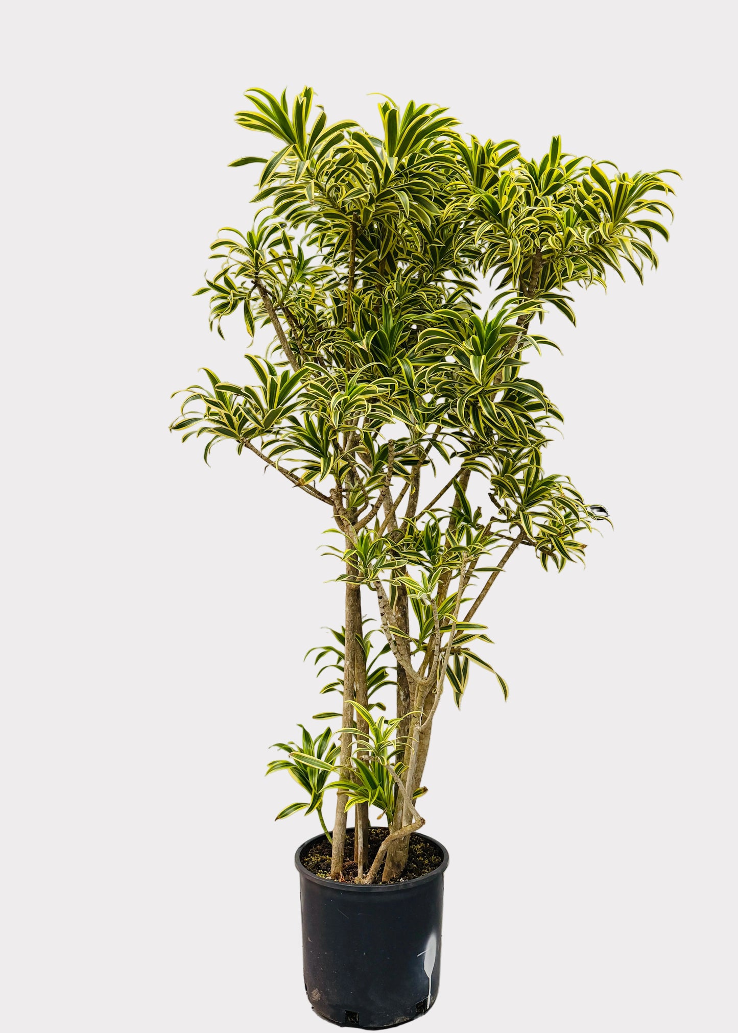Dracaena Reflexa 'Variegata' Tree Form