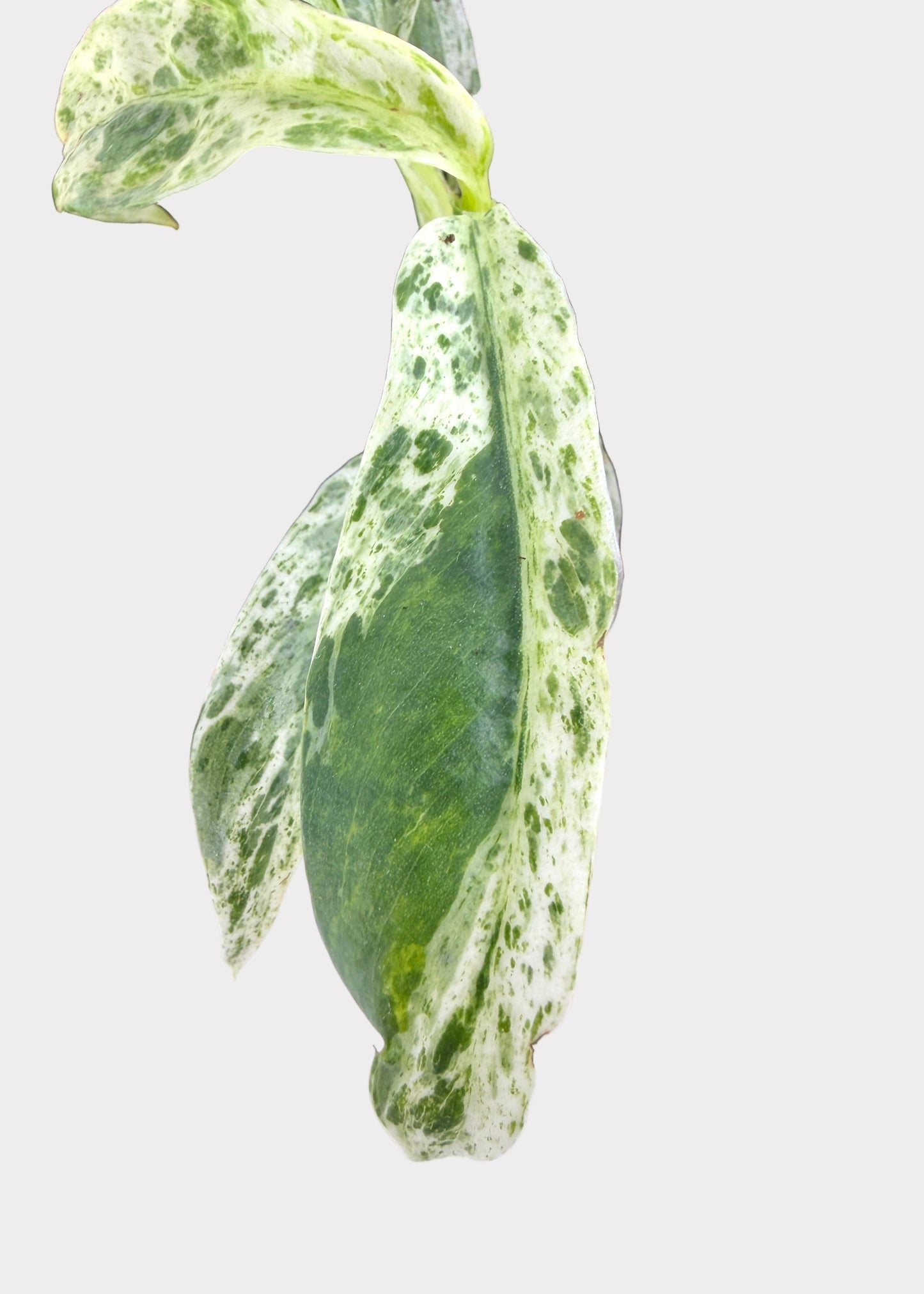 Epipremnum Giganteum Marble