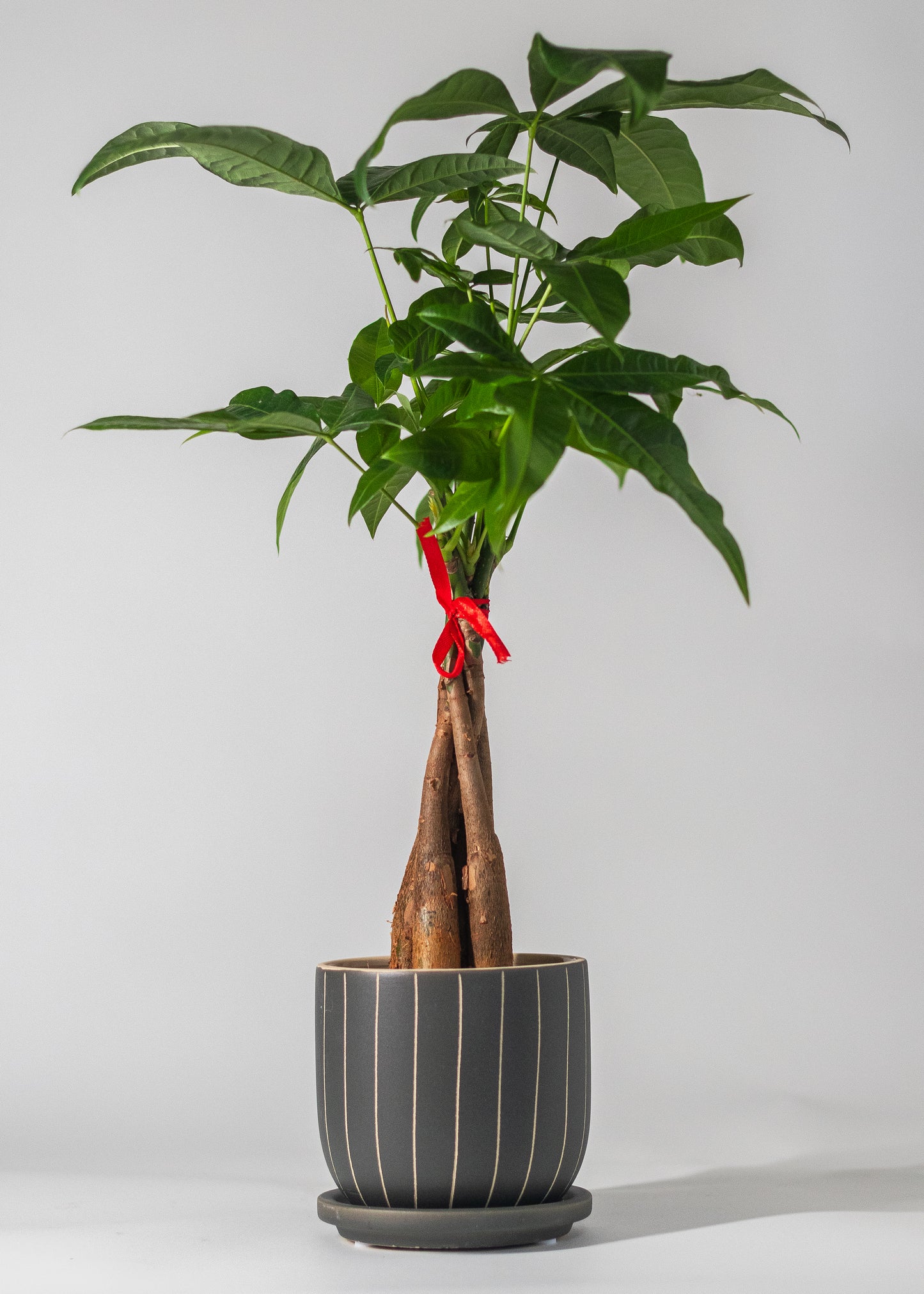 gray planter with etched beige vertical lines