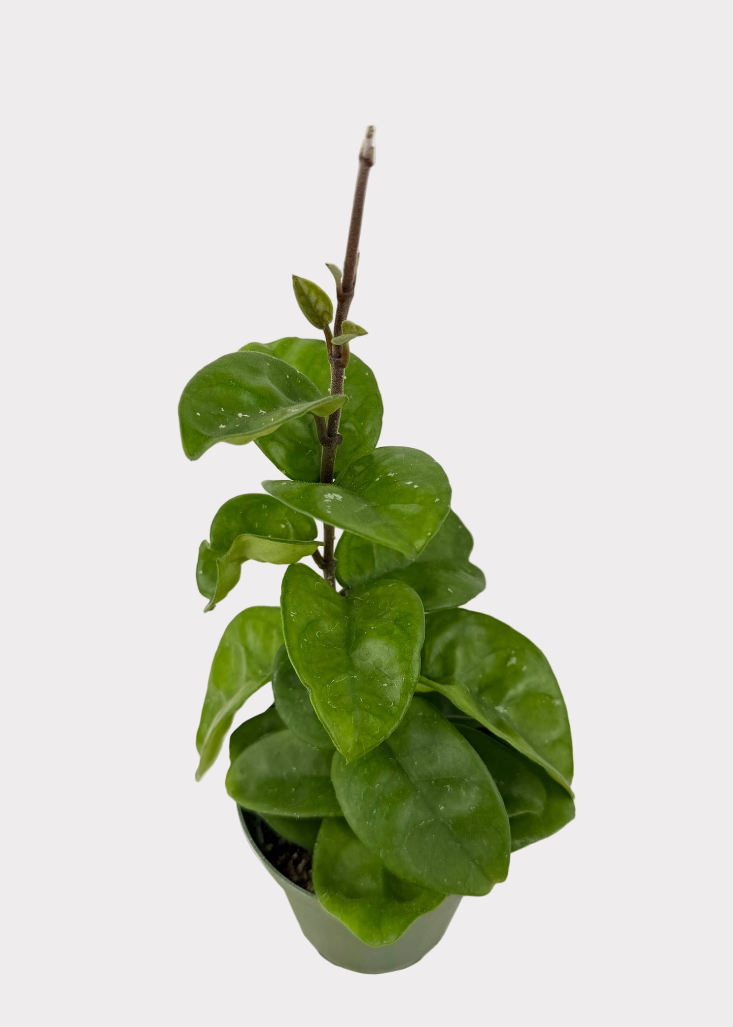 Hoya Carnosa - Chelsea