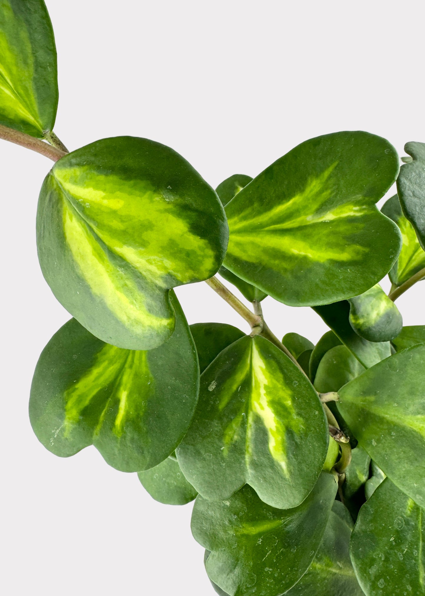 Hoya Kerii Reverse Variegated