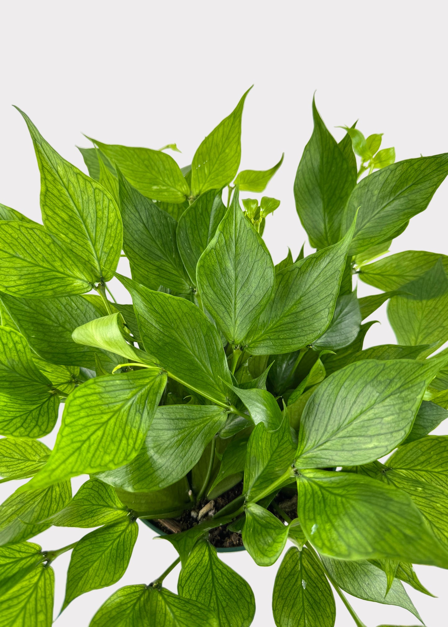 Hoya Polyneura - Fishtail Hoya