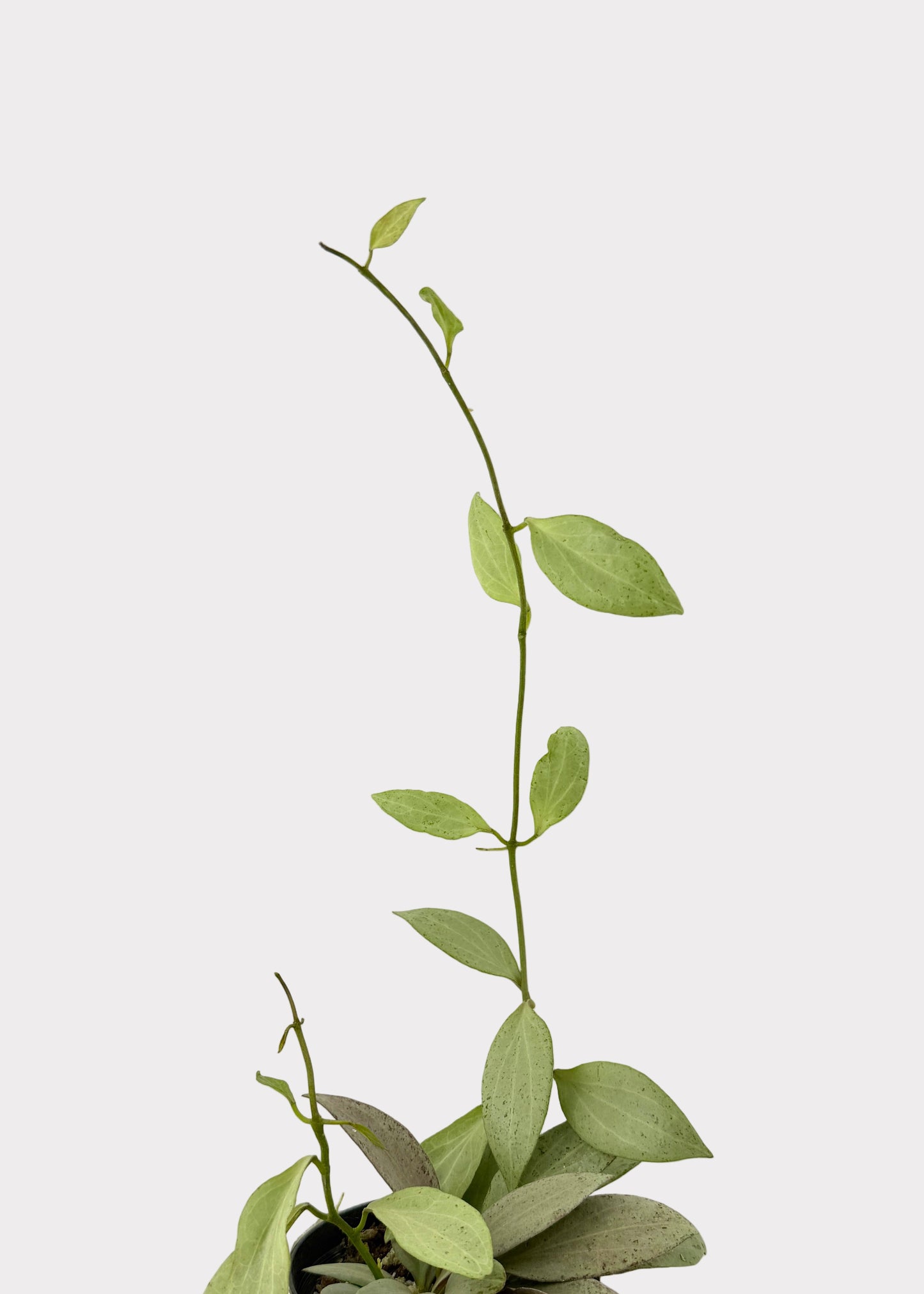 Hoya Pubicalyx Pink Silver Ghost