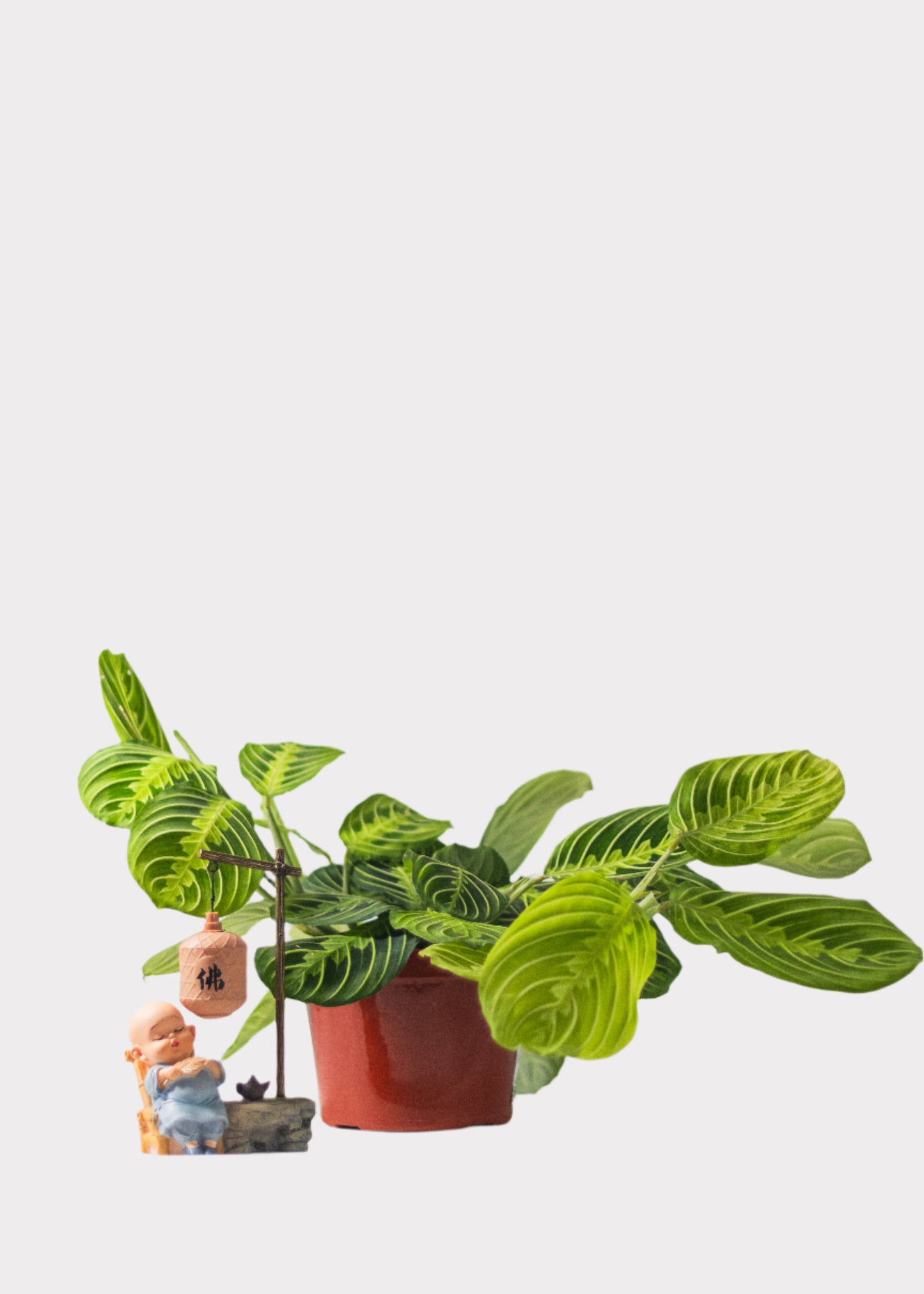 Maranta - Lemon Lime Prayer Plant