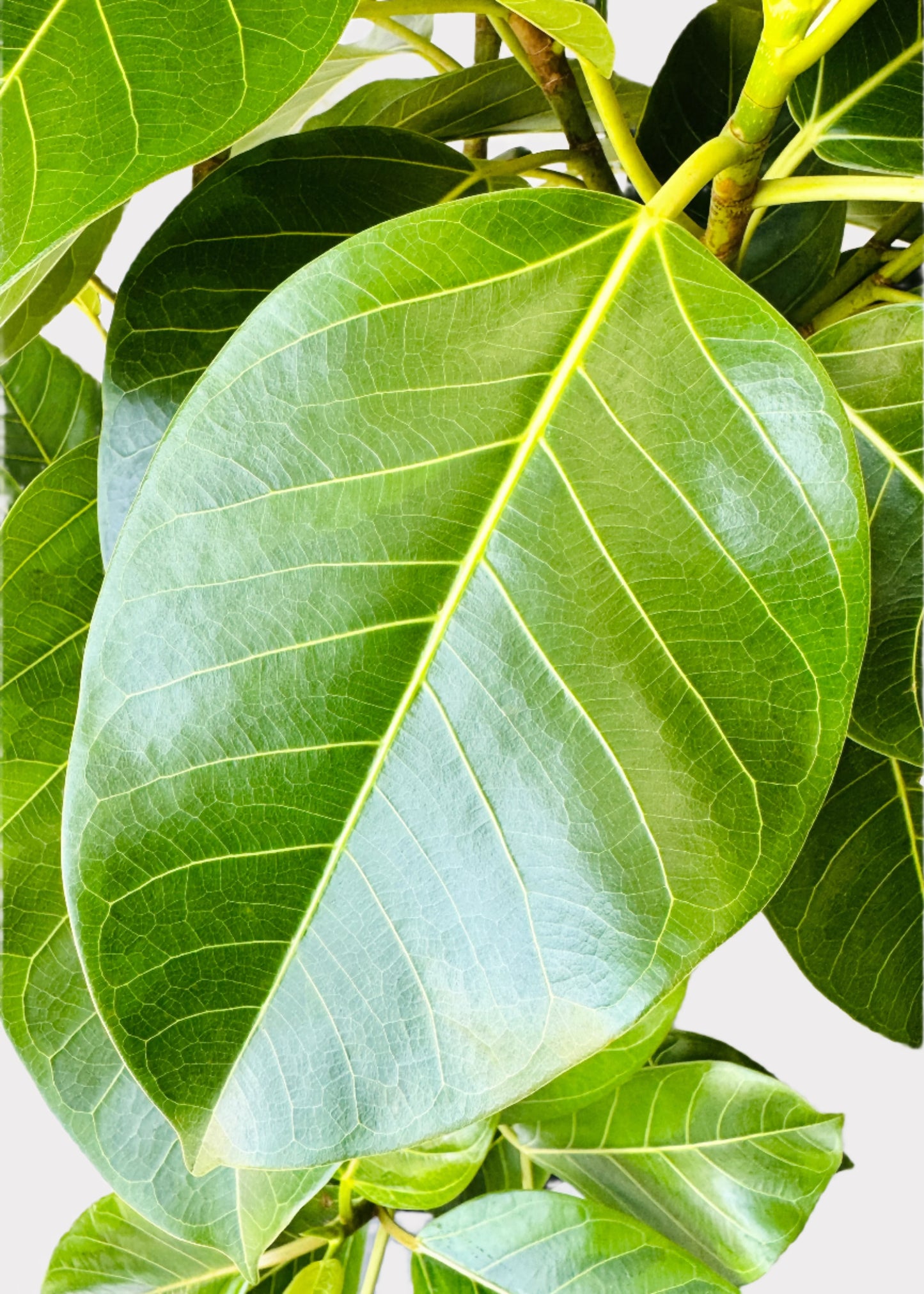 Ficus Altissima – Council Tree