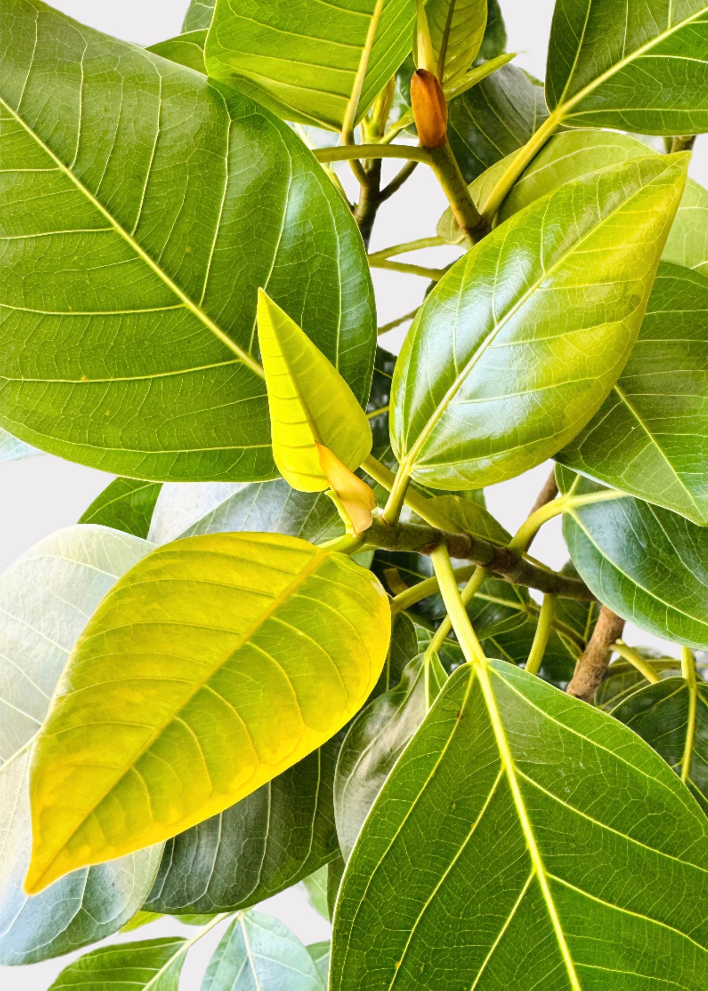 Ficus Altissima – Council Tree