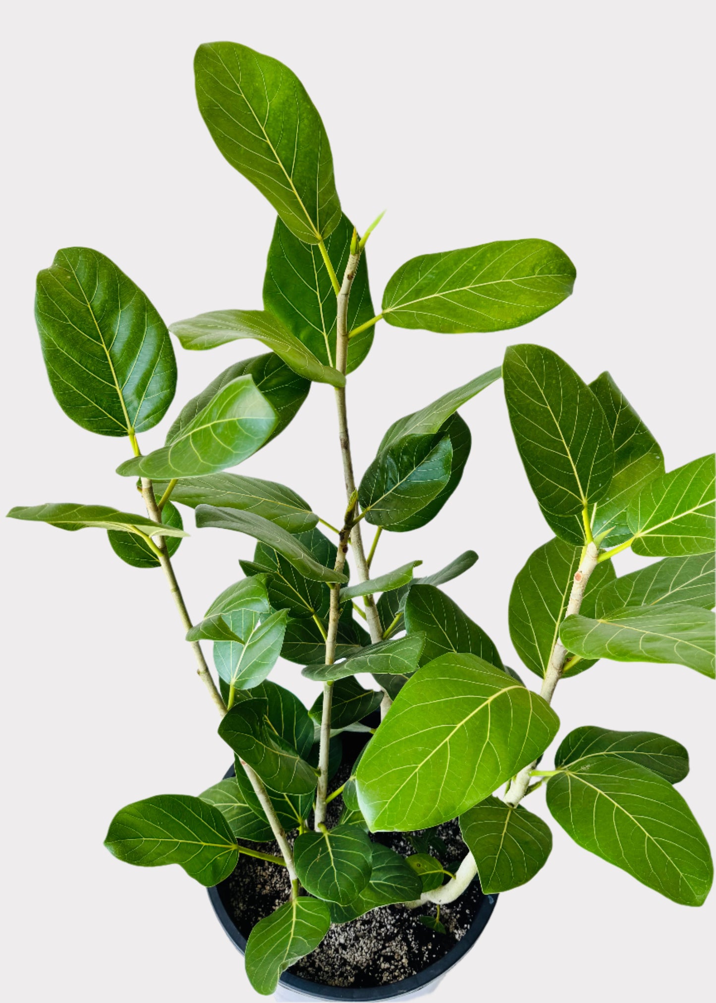 Ficus - Audrey