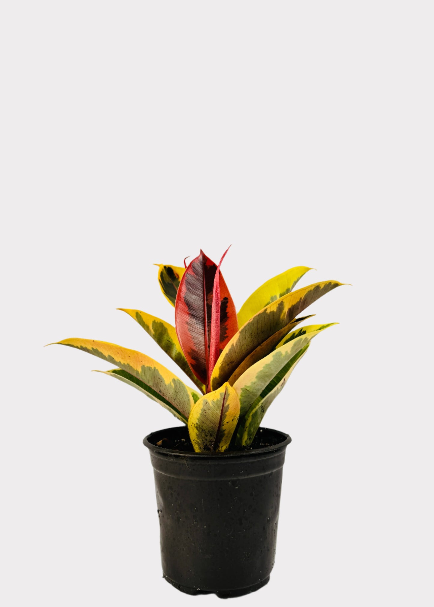 Ficus - Tineke Rubber Plant