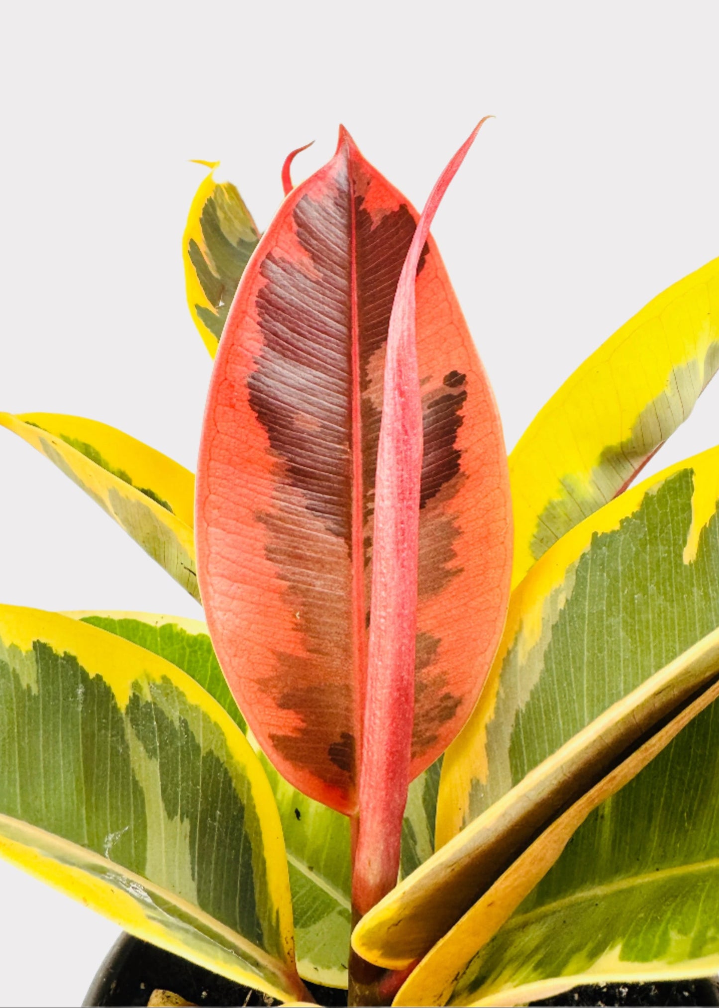 Ficus - Tineke Rubber Plant