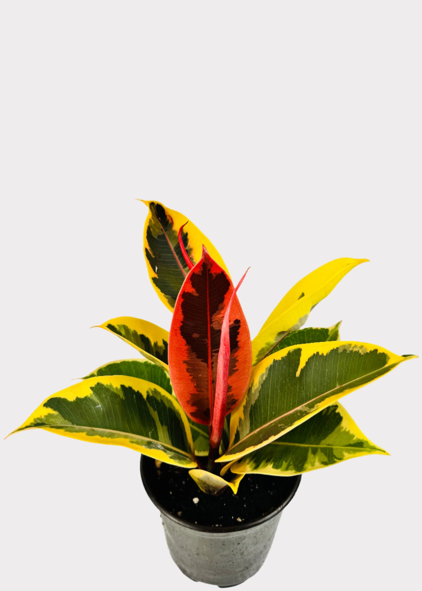 Ficus - Tineke Rubber Plant