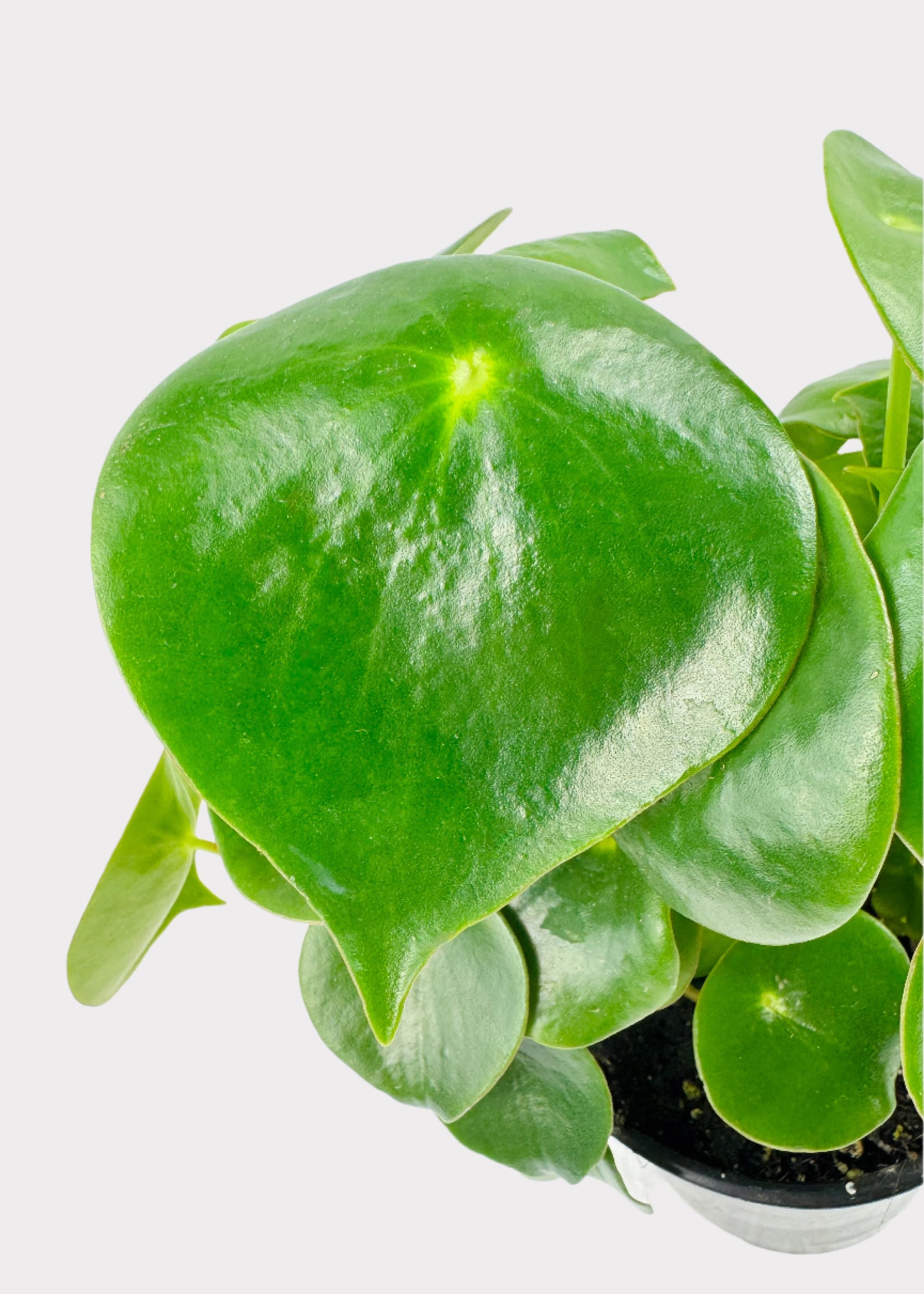 Peperomia - Raindrop