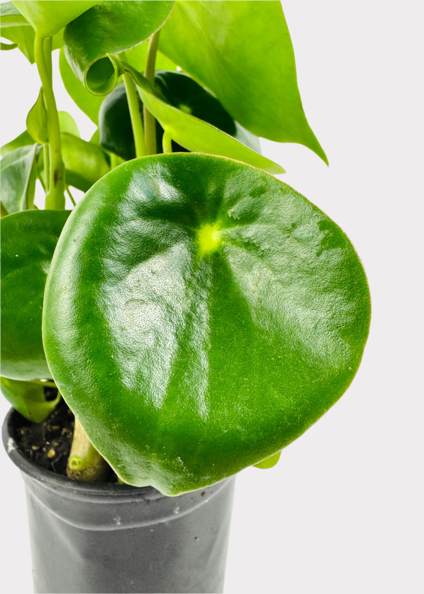 Peperomia - Raindrop