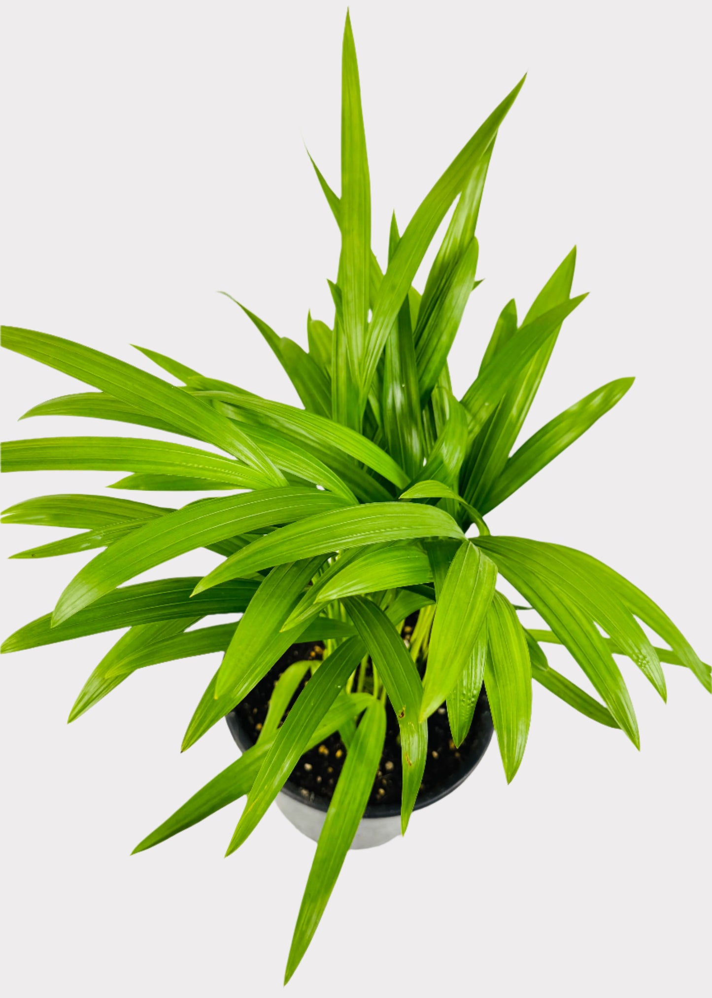 Areca – Butterfly Palm