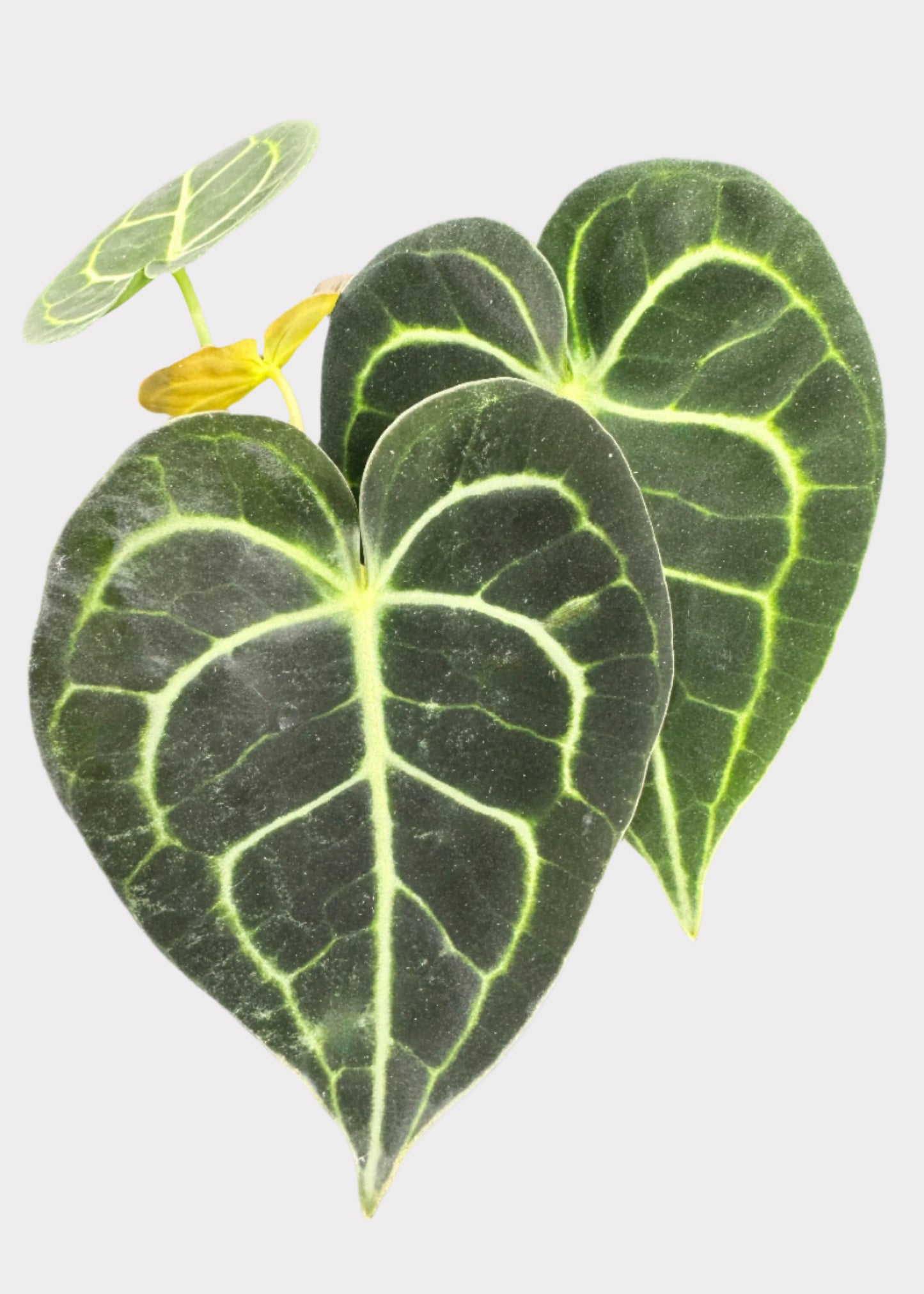 Anthurium – Claverinum
