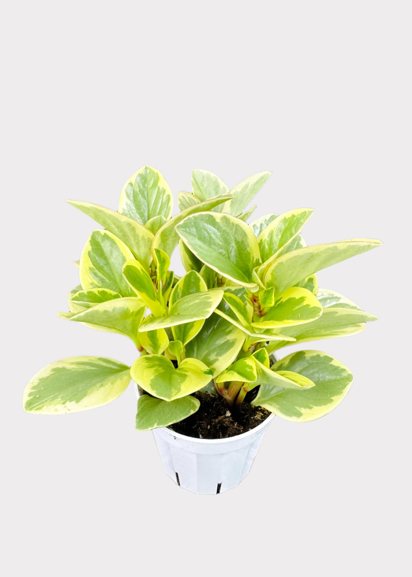 Peperomia - Variegated Baby Rubber Plant