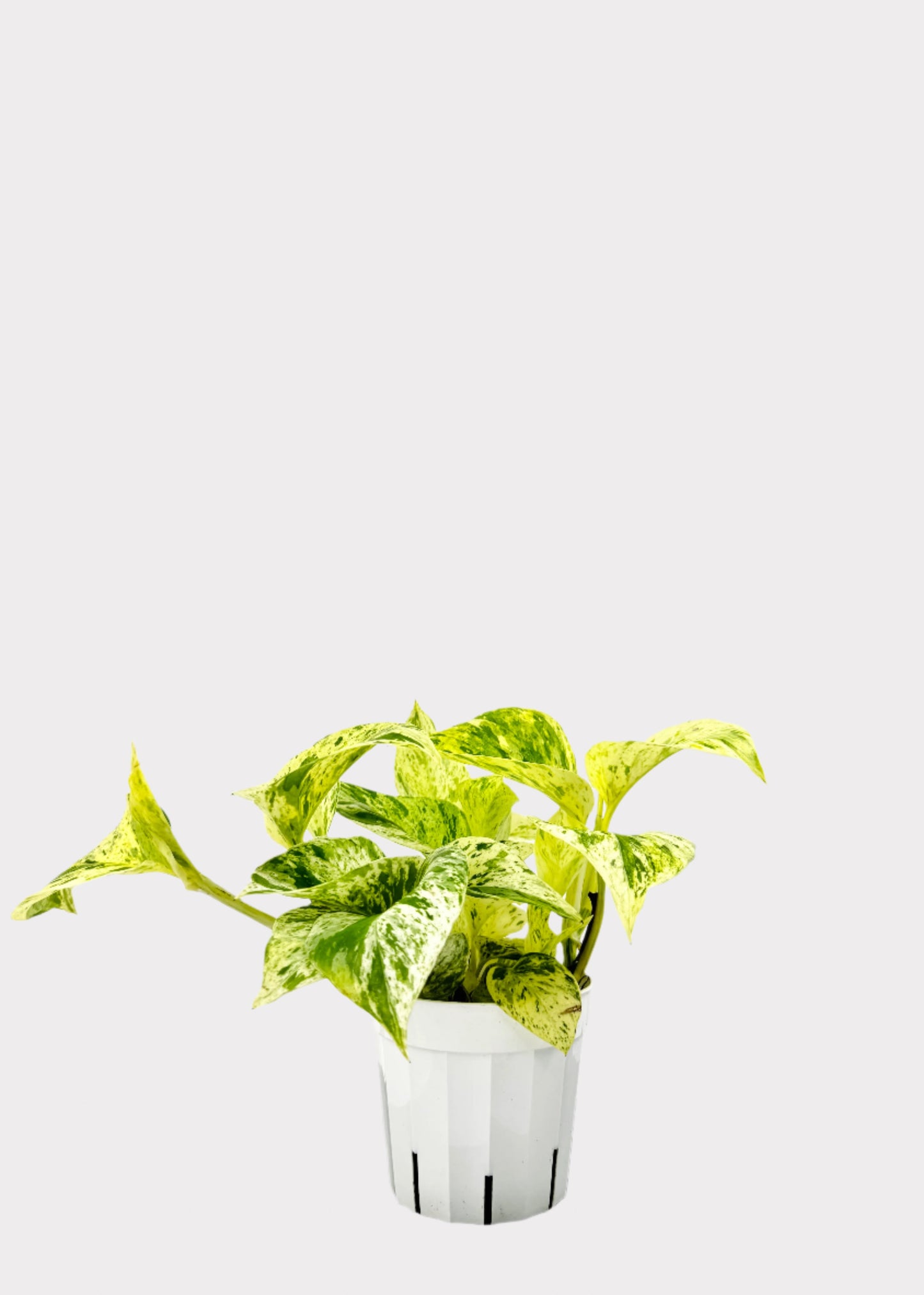 Pothos - Snow Queen