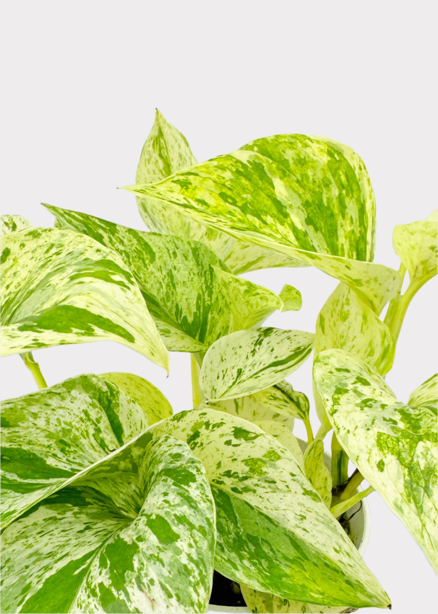 Pothos - Snow Queen