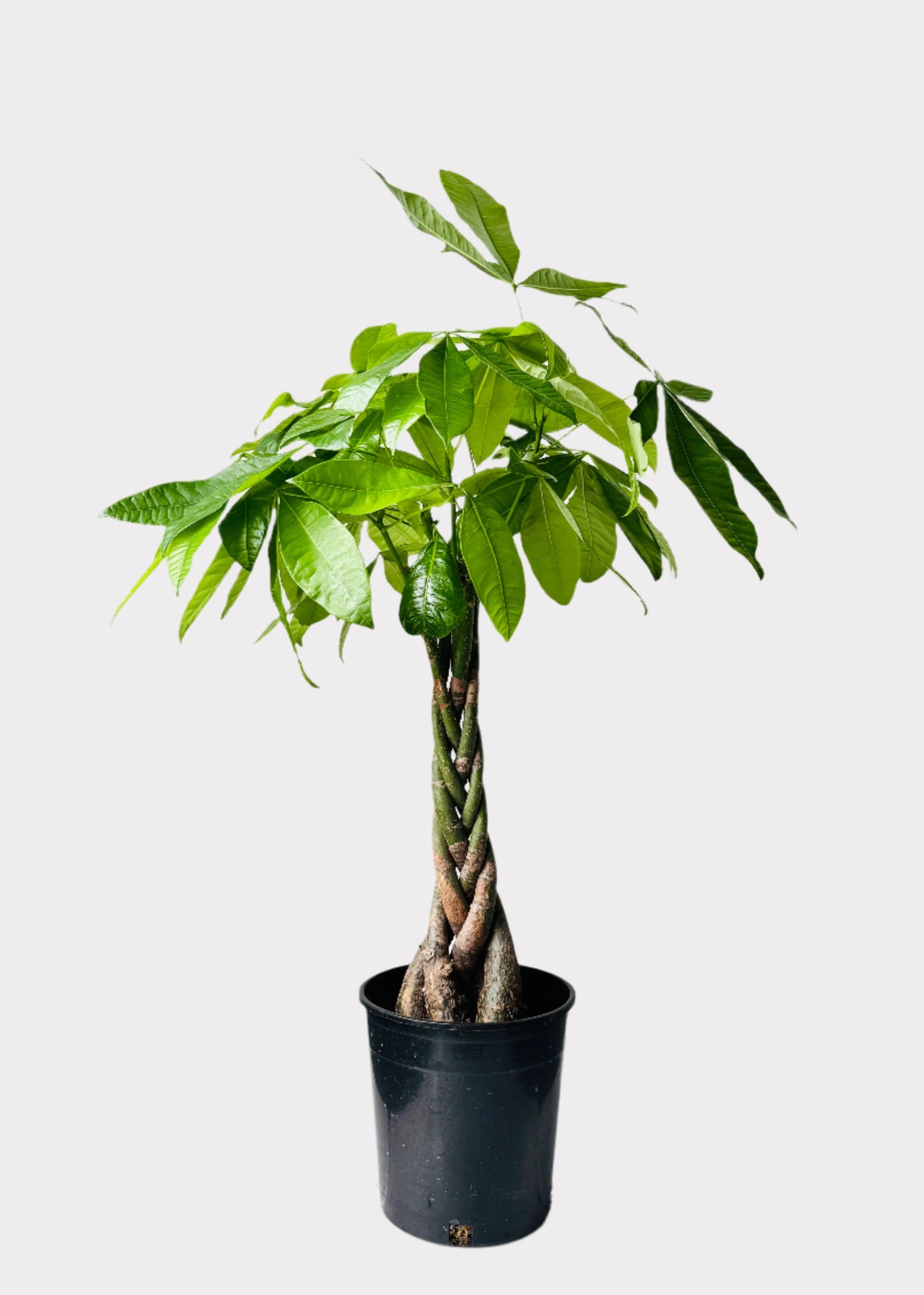 Money Tree - Braid