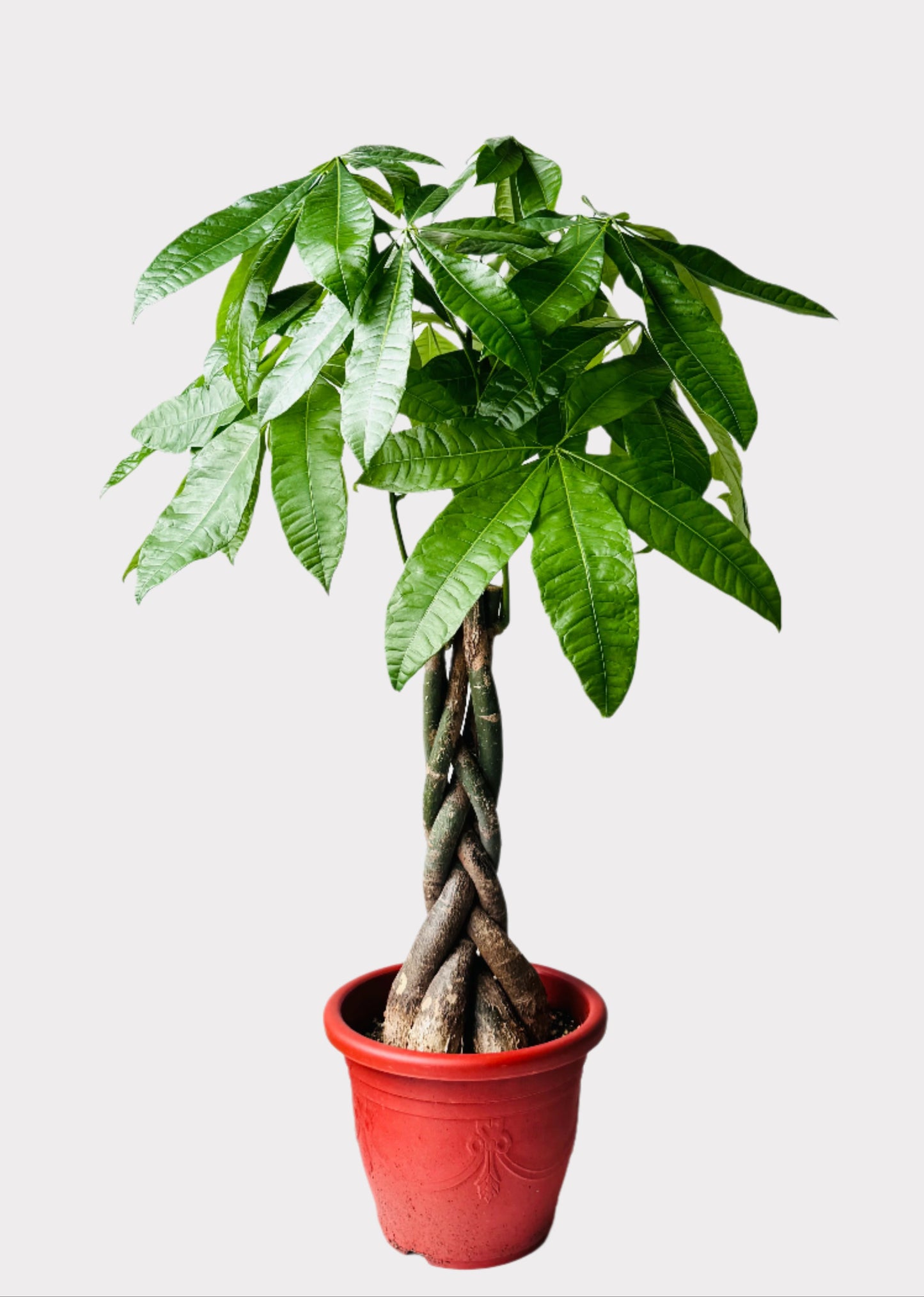 Money Tree - Braid