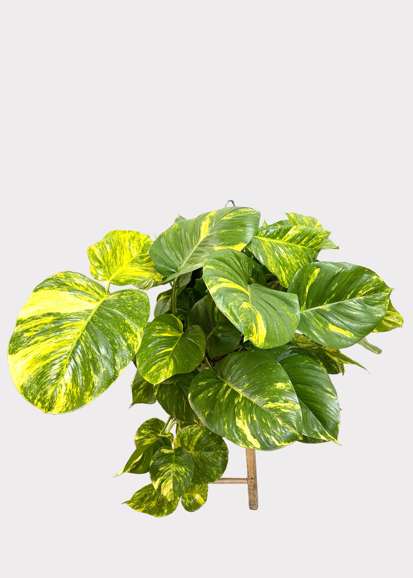 Epipremnum aureum - Hawaiian (Big Leaf Pothos)