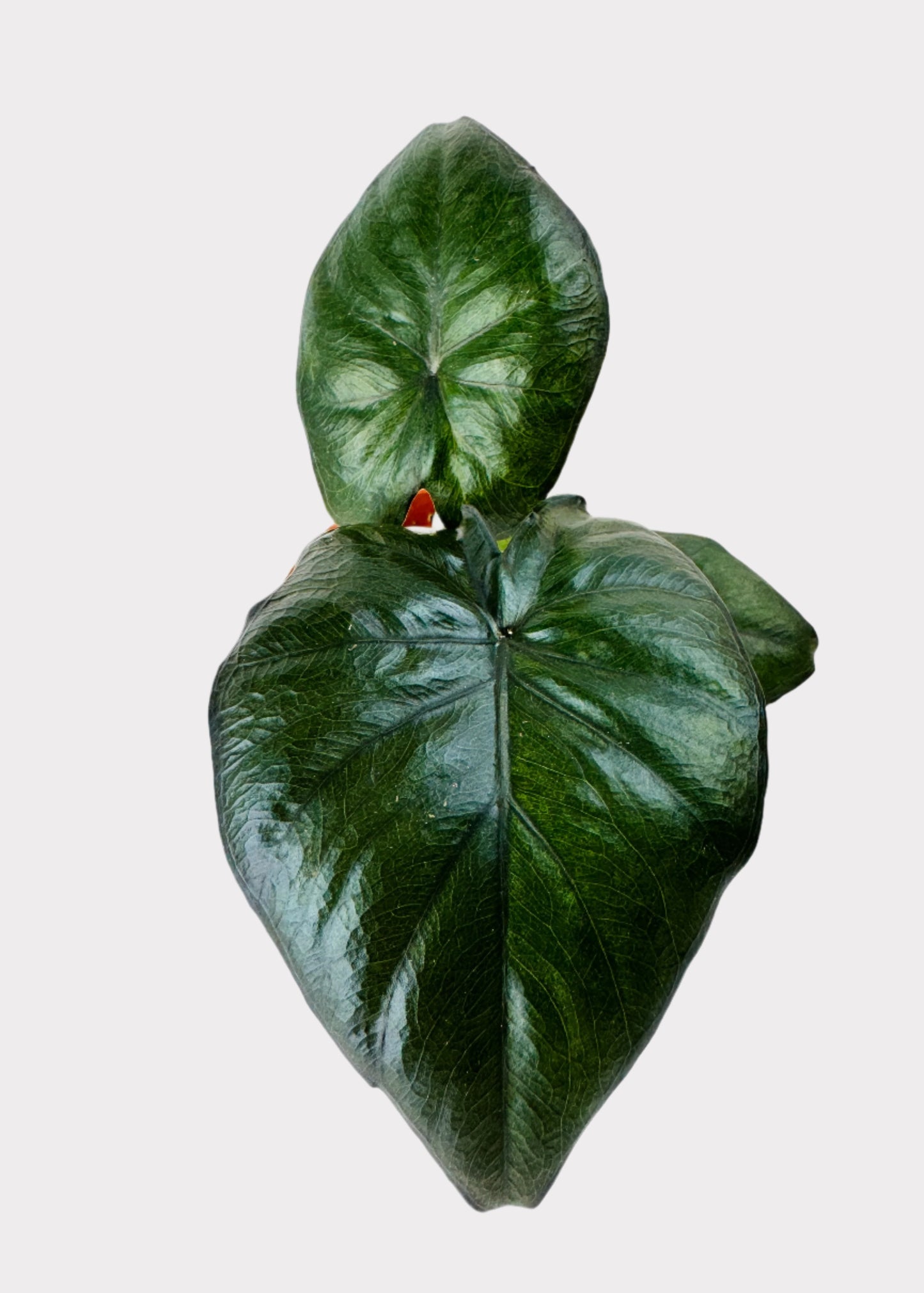 Alocasia – Serendipity