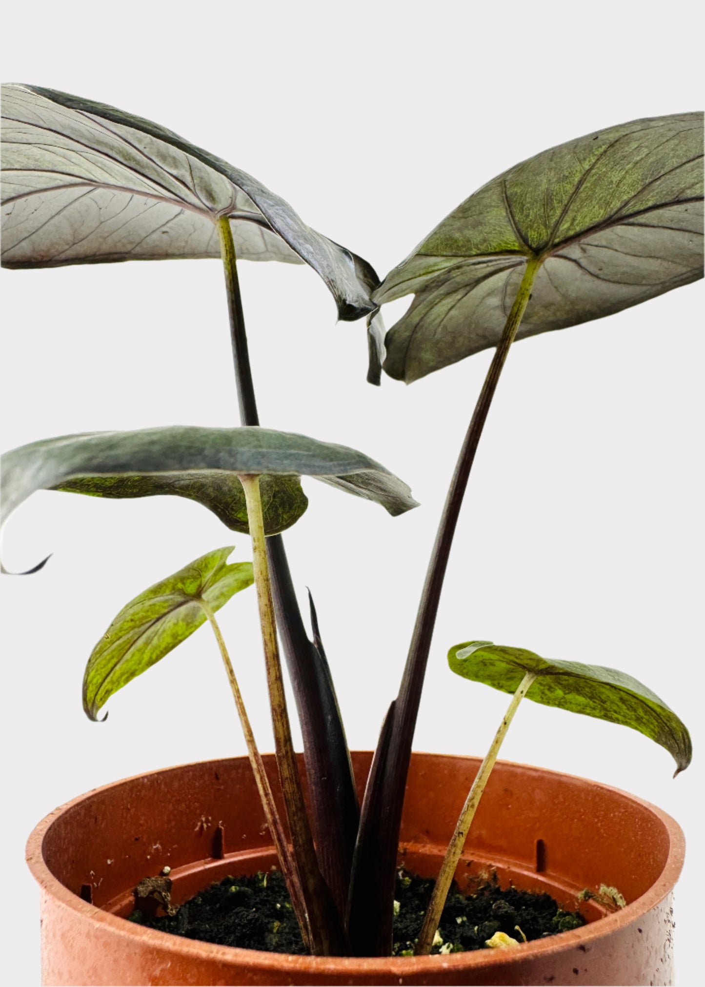 Alocasia – Serendipity