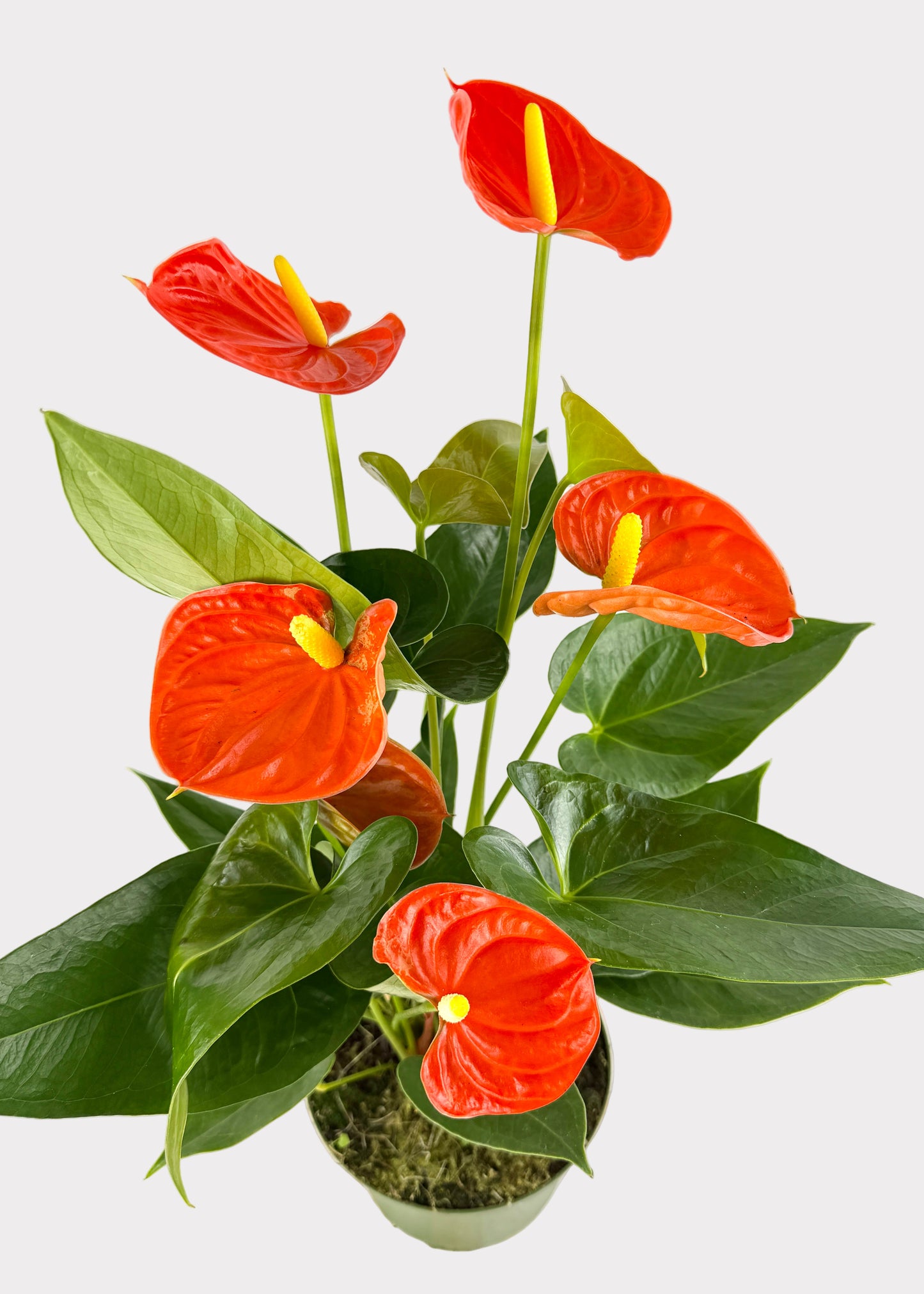 Anthurium Andraeanum - Sierra Orange